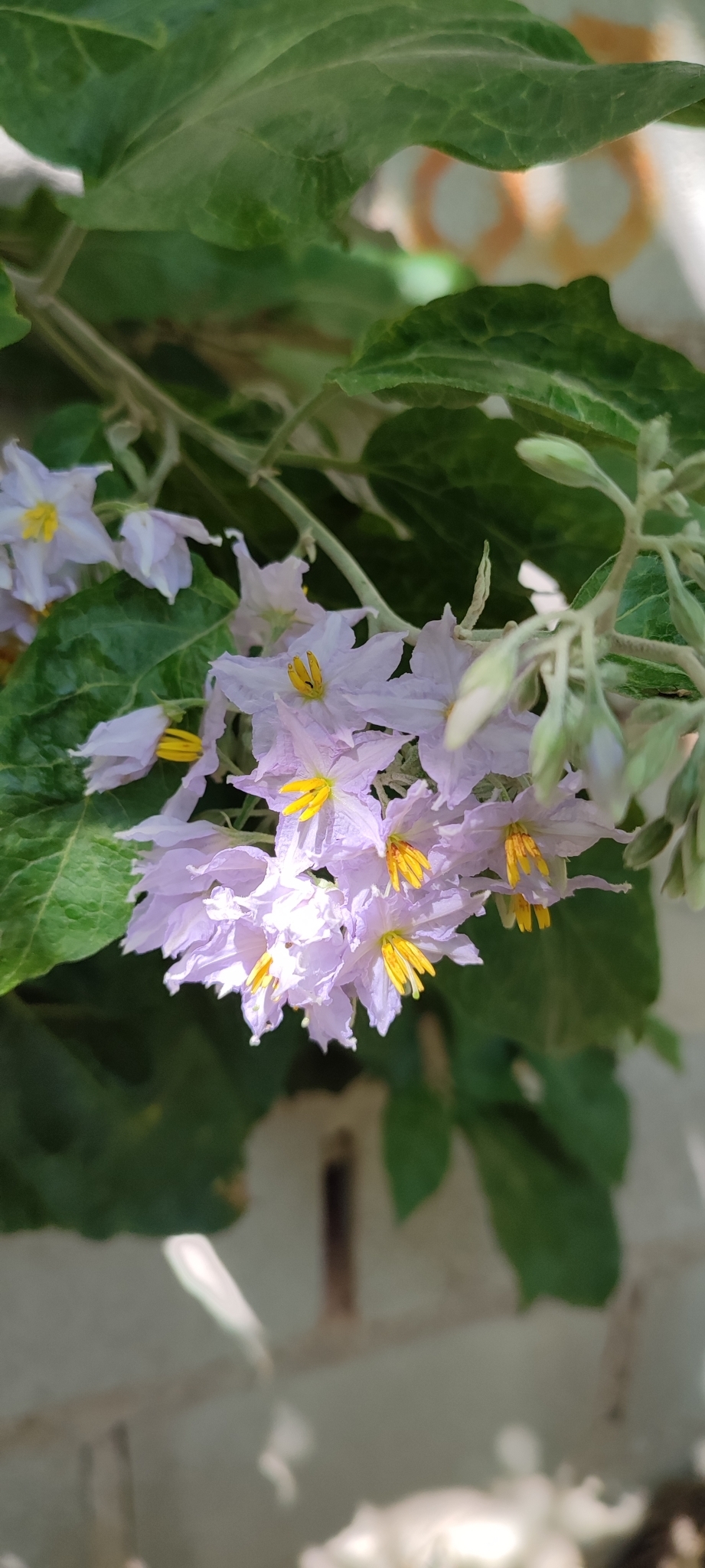 Photo of Solanum paniculatum (11/13)