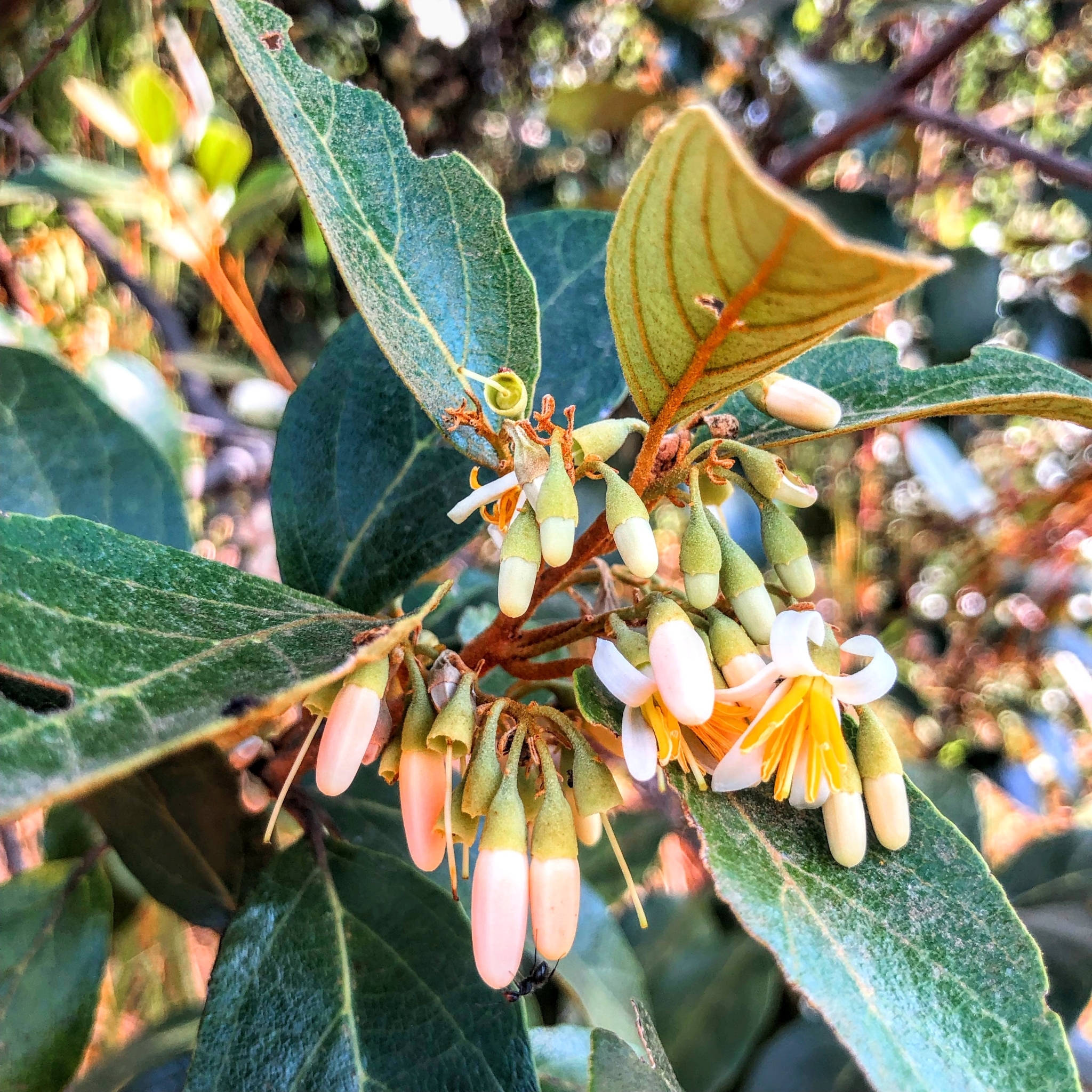 Photo of Styrax ferrugineus (1/12)