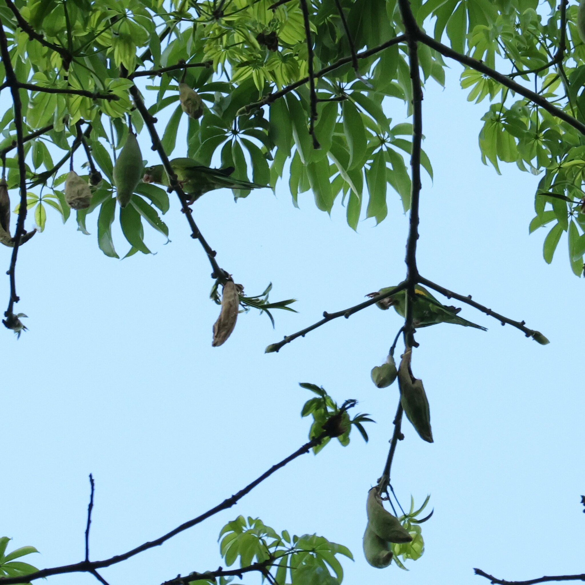 Photo of Ceiba (6/6)