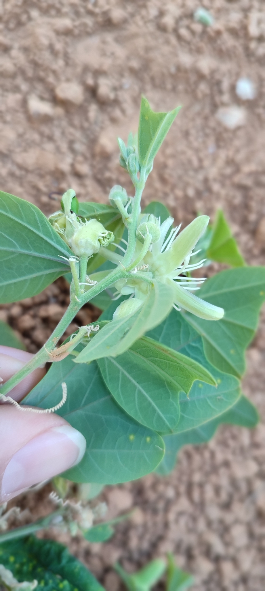 Photo of Passiflora pohlii (12/12)