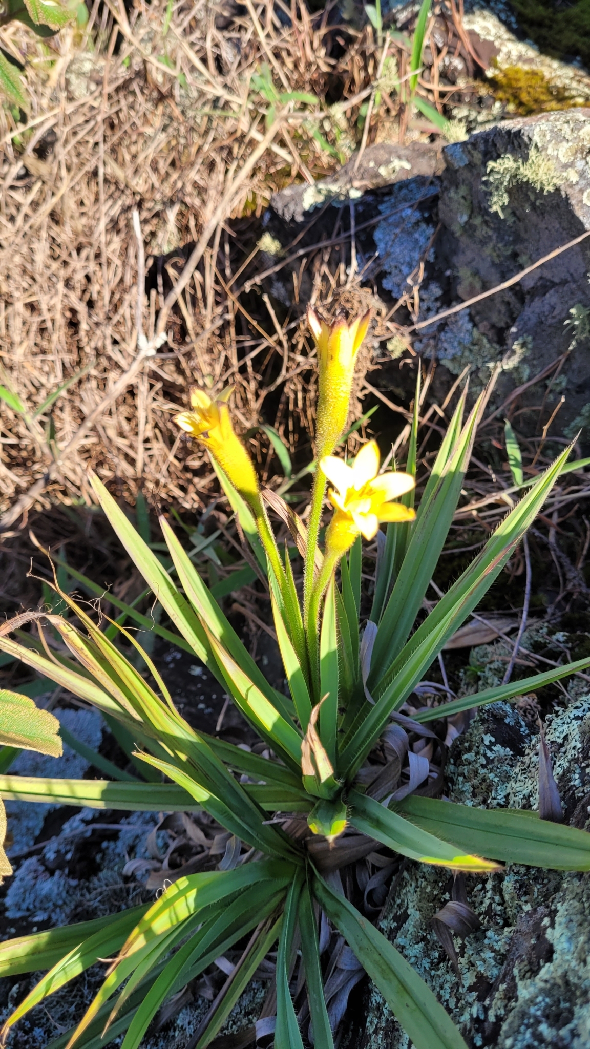 Photo of Barbacenia williamsii (2/10)