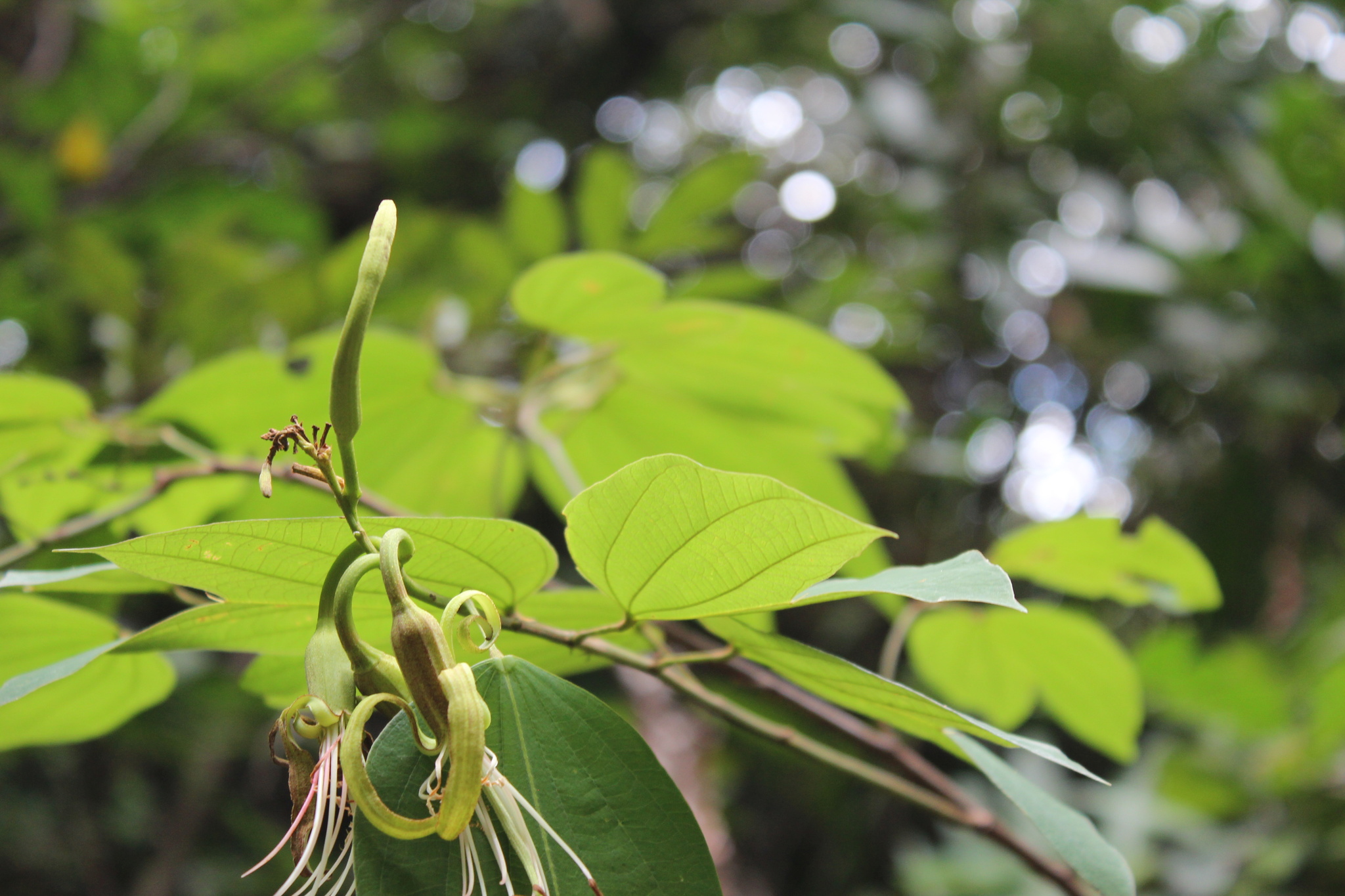 Photo of Bauhinia ungulata (8/9)