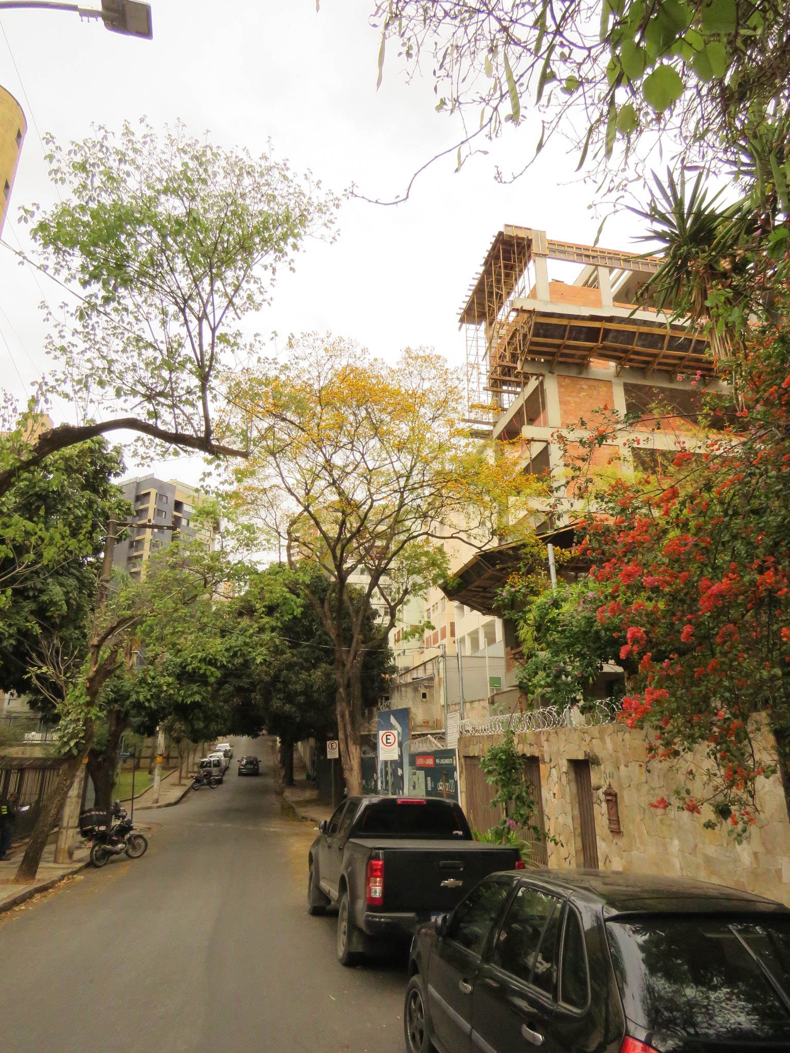 Photo of Yellow Poinciana (5/6)