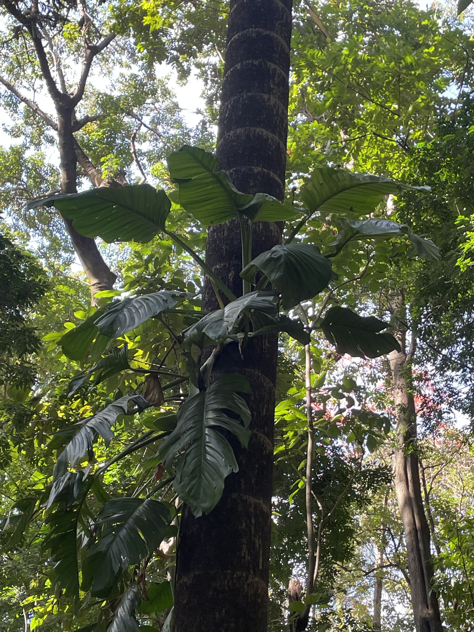 Photo of Monstera adansonii blanchetii (1/8)