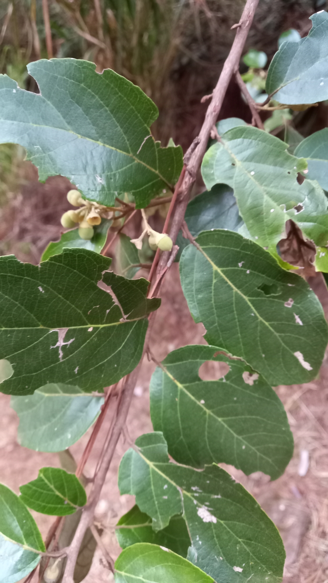 Photo of Styrax ferrugineus (8/12)