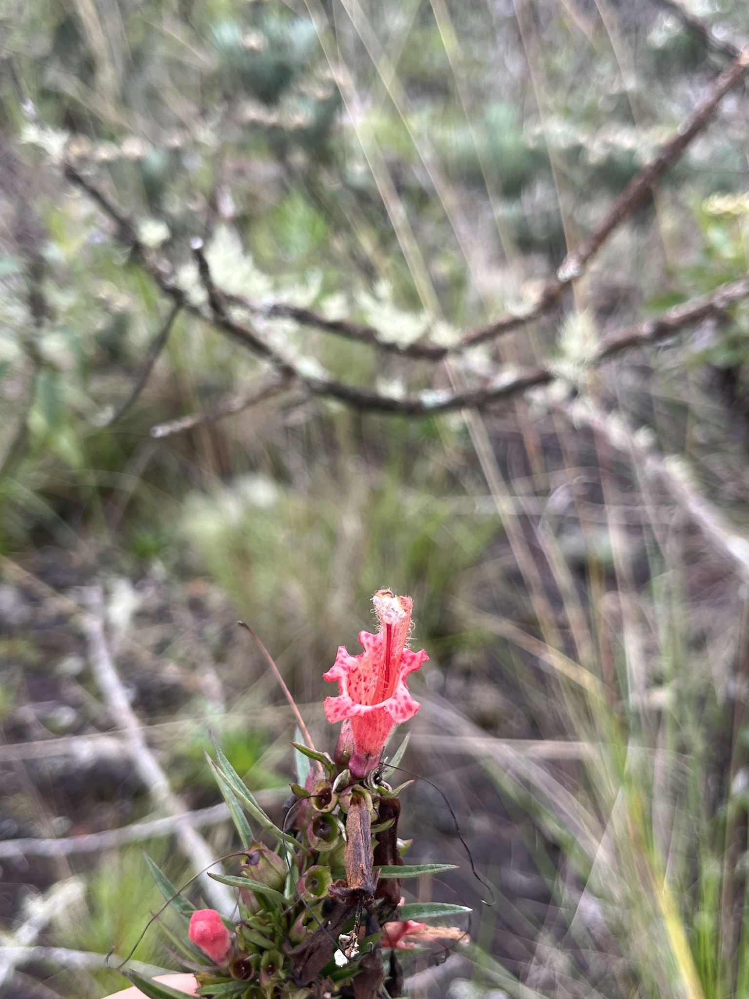 Photo of Esterhazya splendida (4/10)