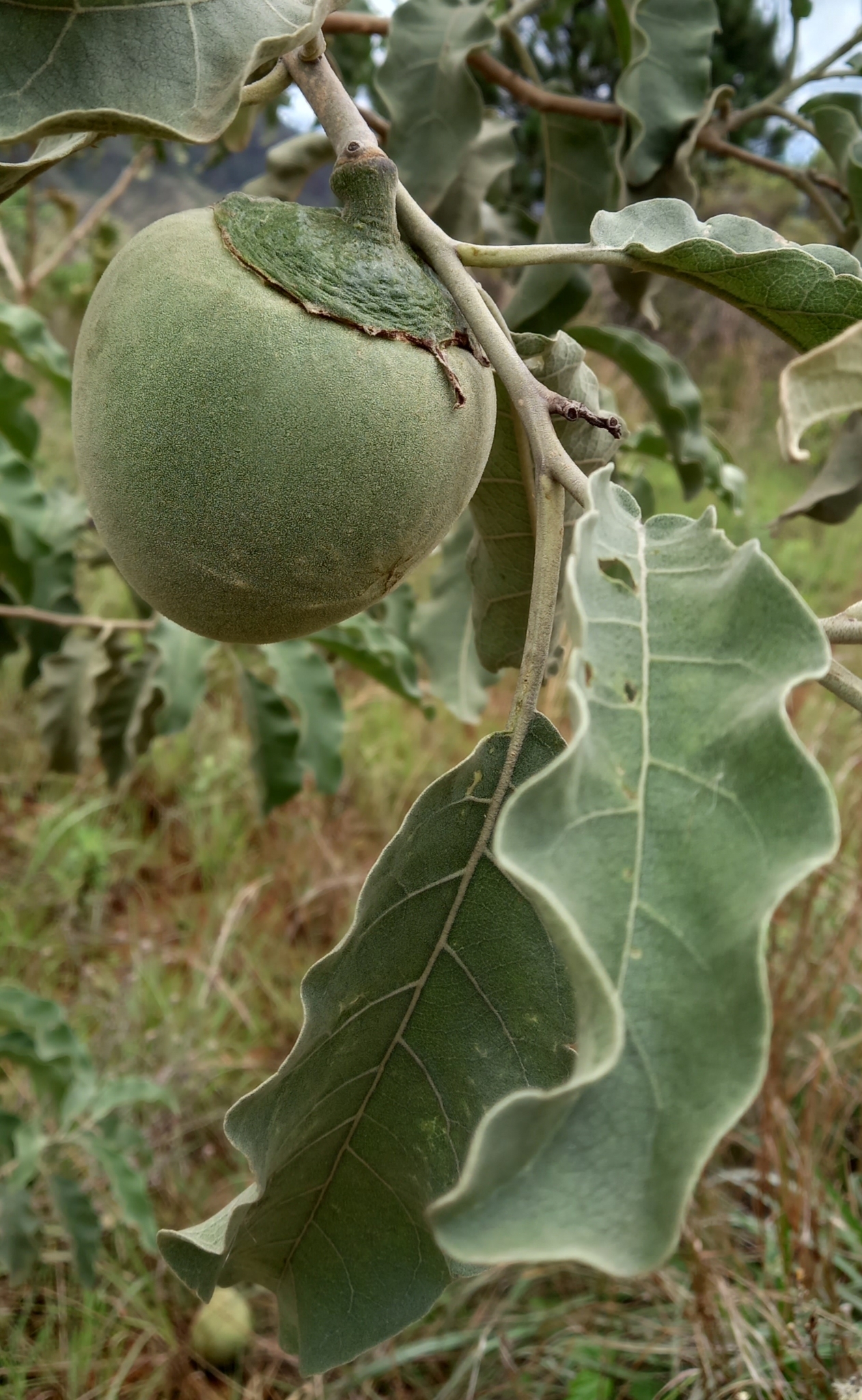Photo of wolf-apple (3/12)