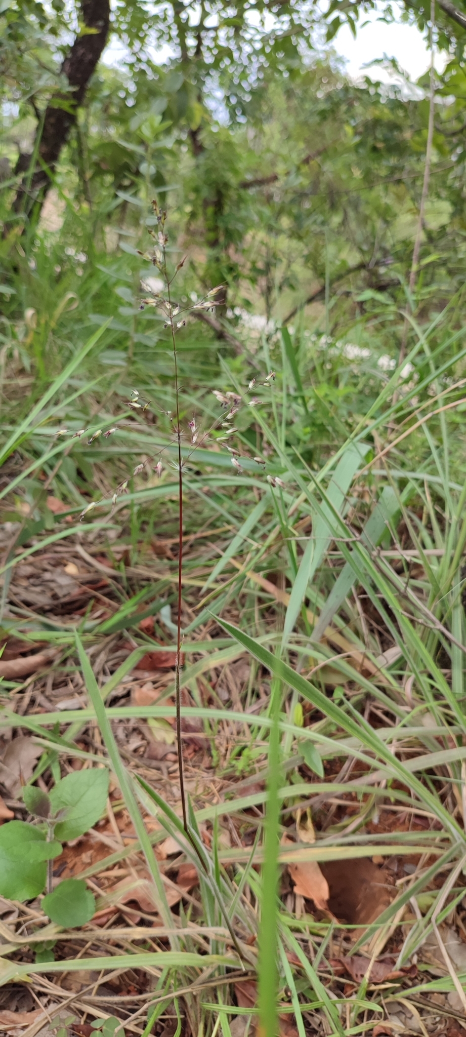 Photo of Eragrostis polytricha (9/12)