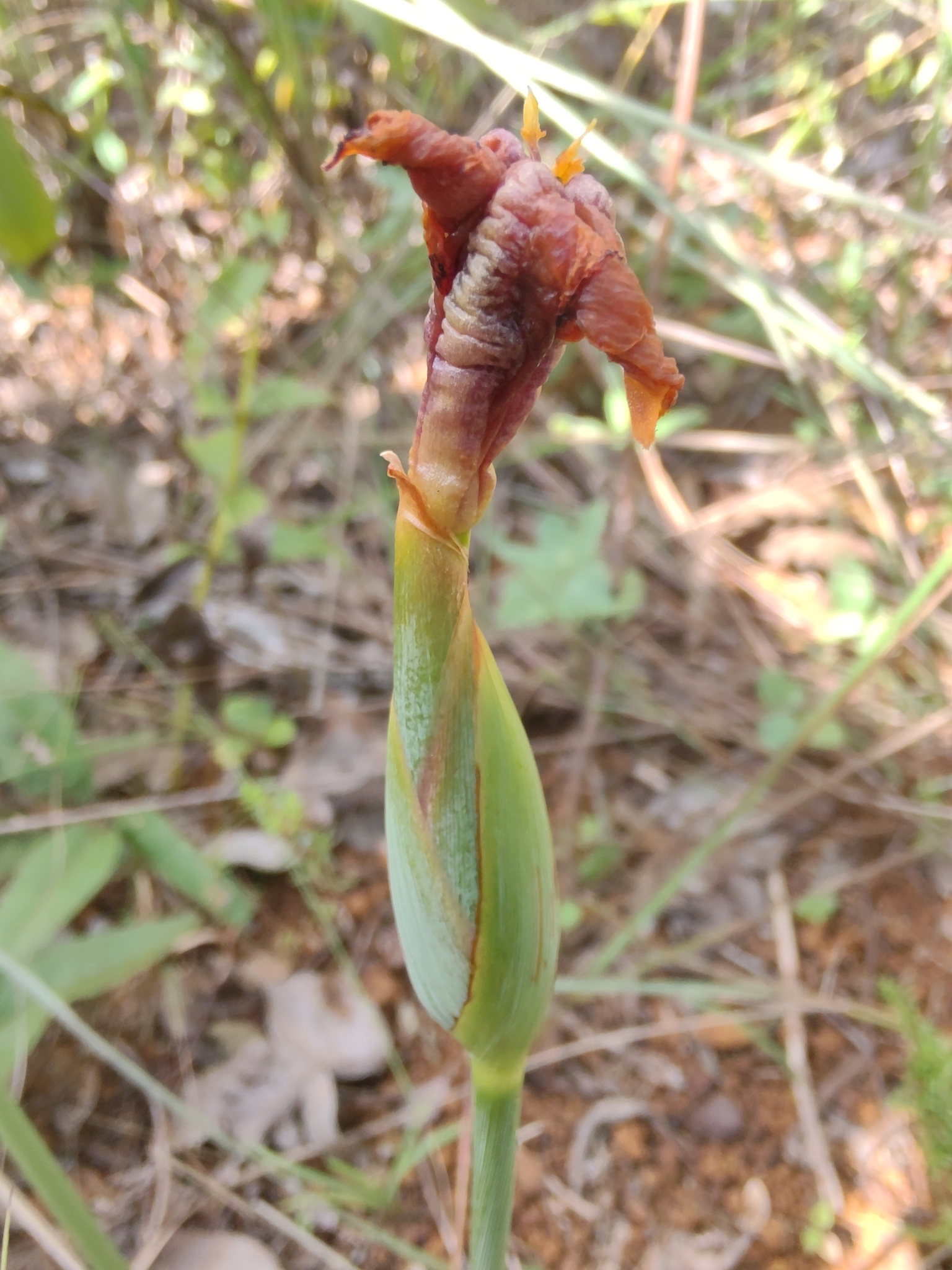 Photo of Trimezia juncifolia (3/7)