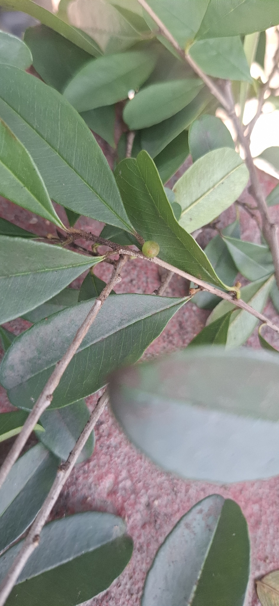 Photo of Chrysophyllum marginatum (8/12)