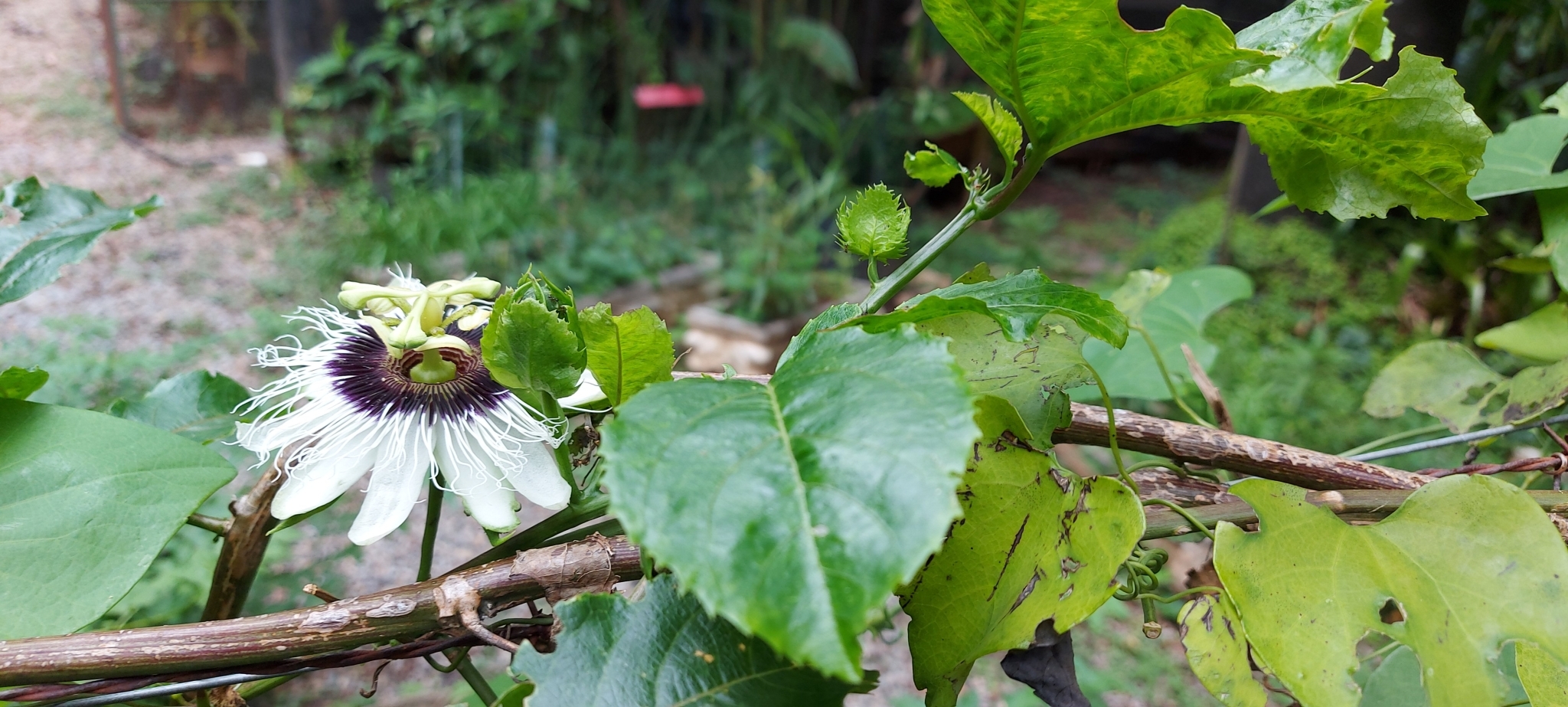Photo of Yellow passionfruit (1/12)
