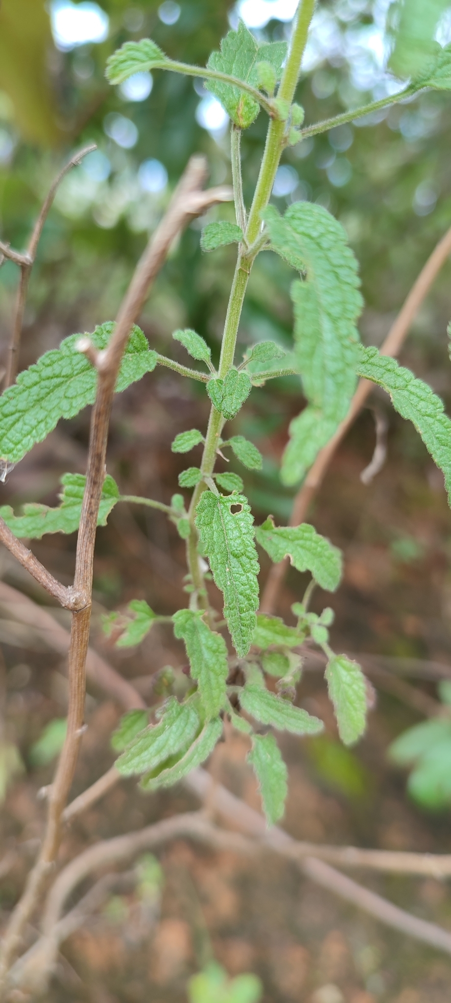 Photo of Ageratum fastigiatum (5/12)