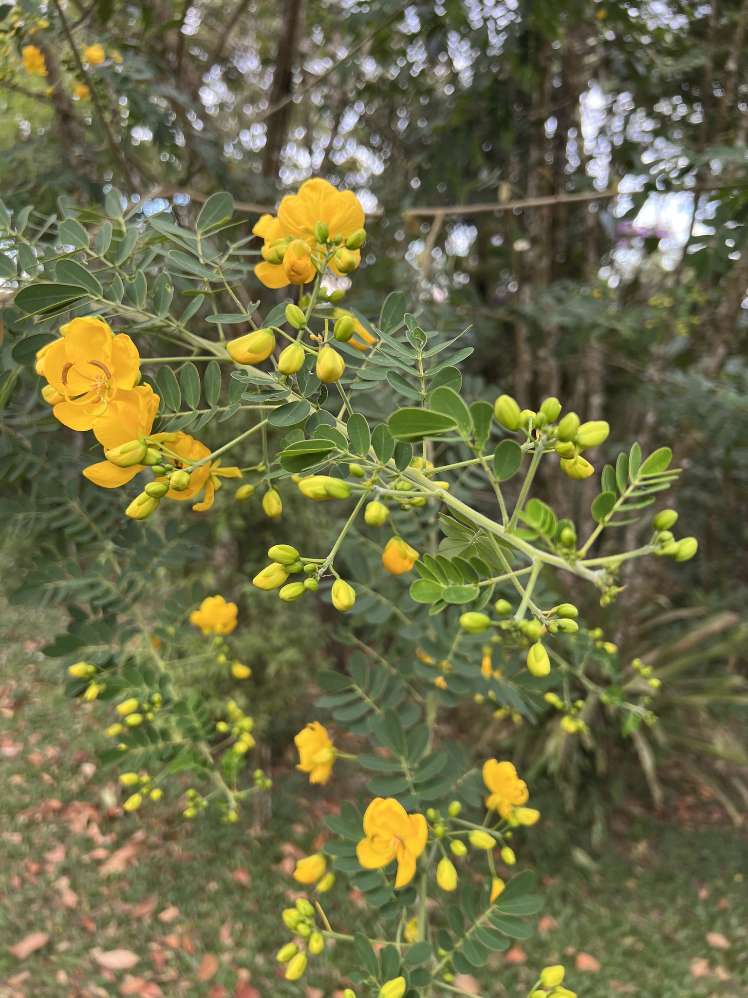 Photo of Senna (4/6)
