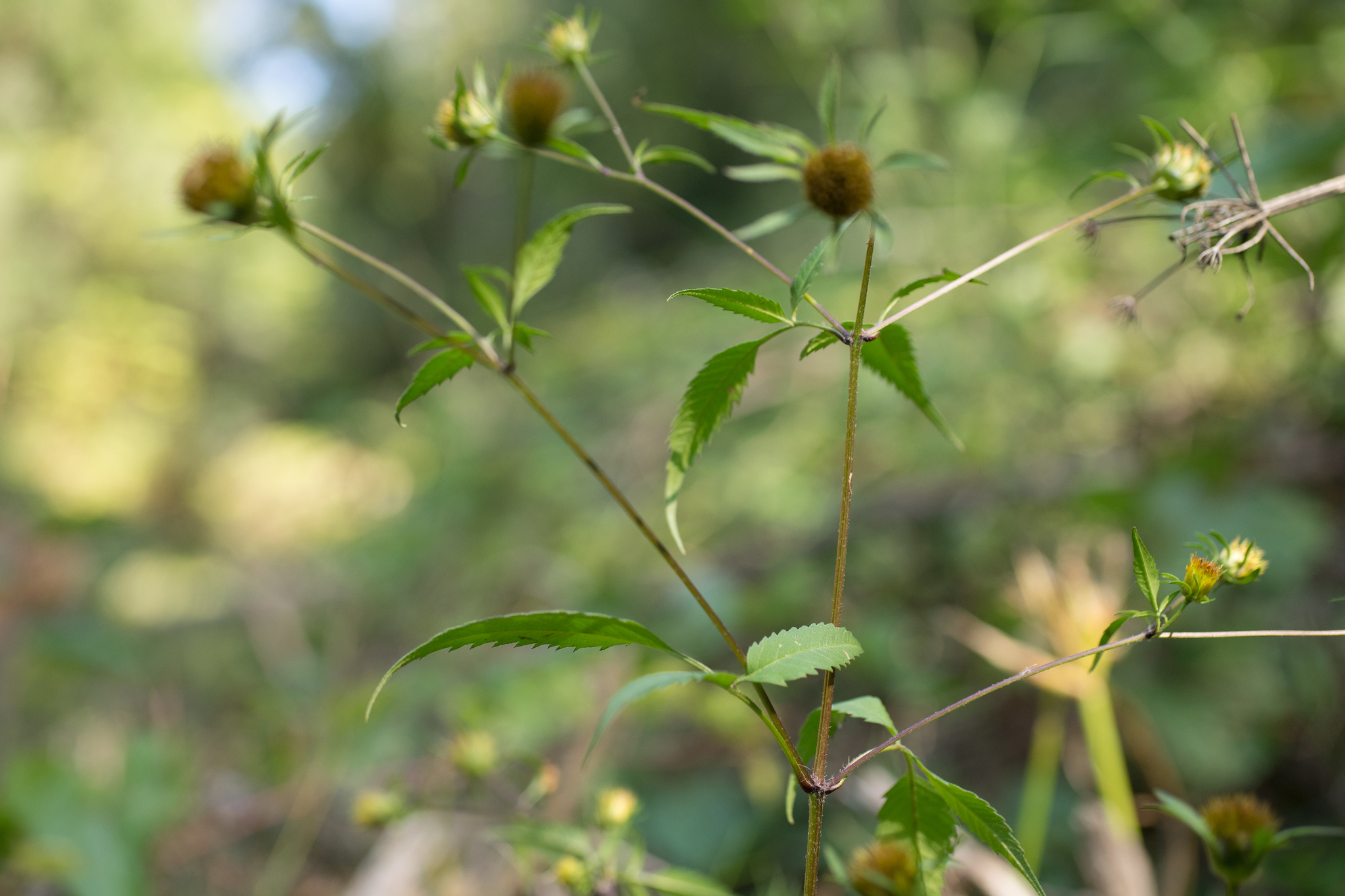 Photo of Devil's Beggarticks (4/11)