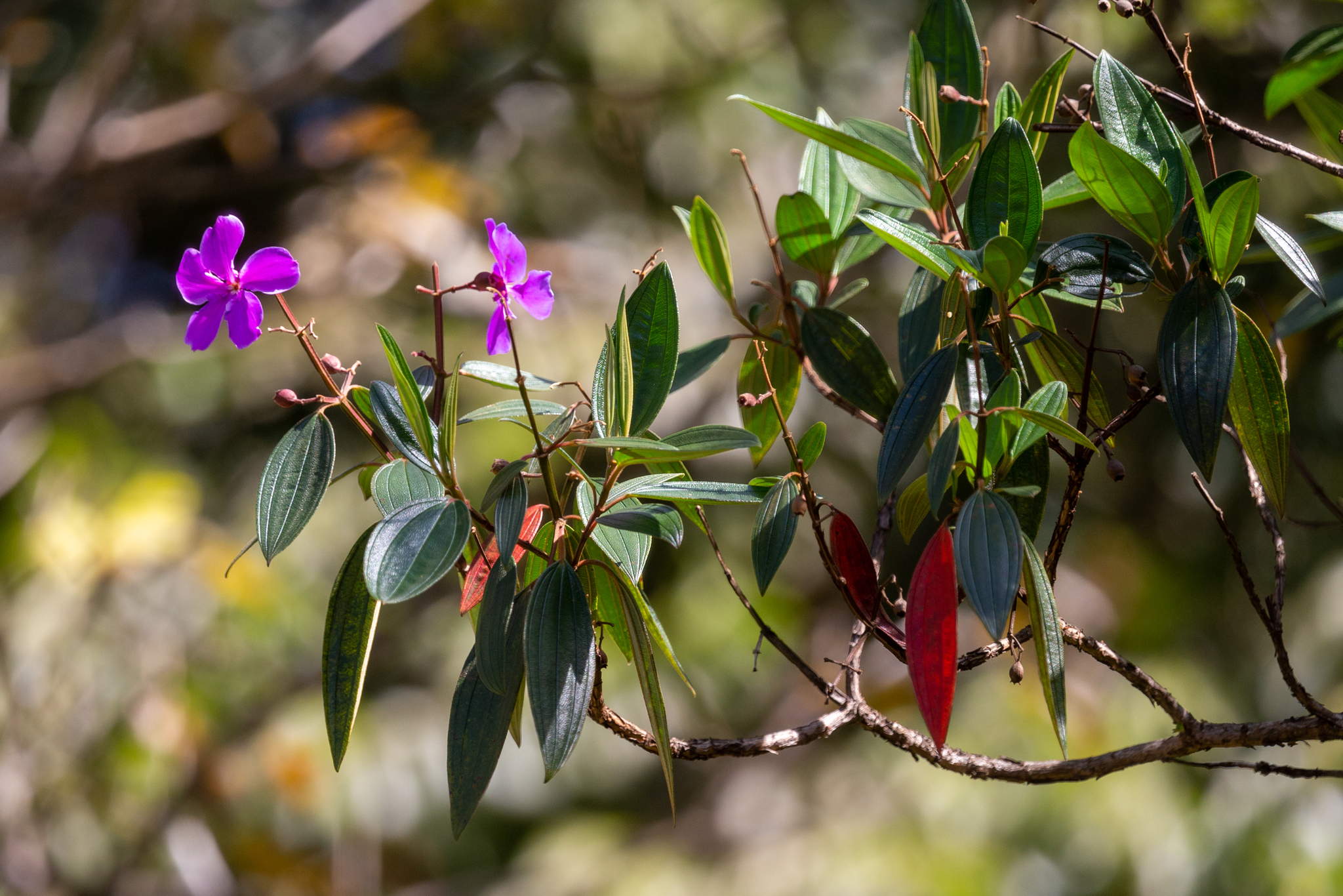 Photo of Glory Bush Tree (9/12)