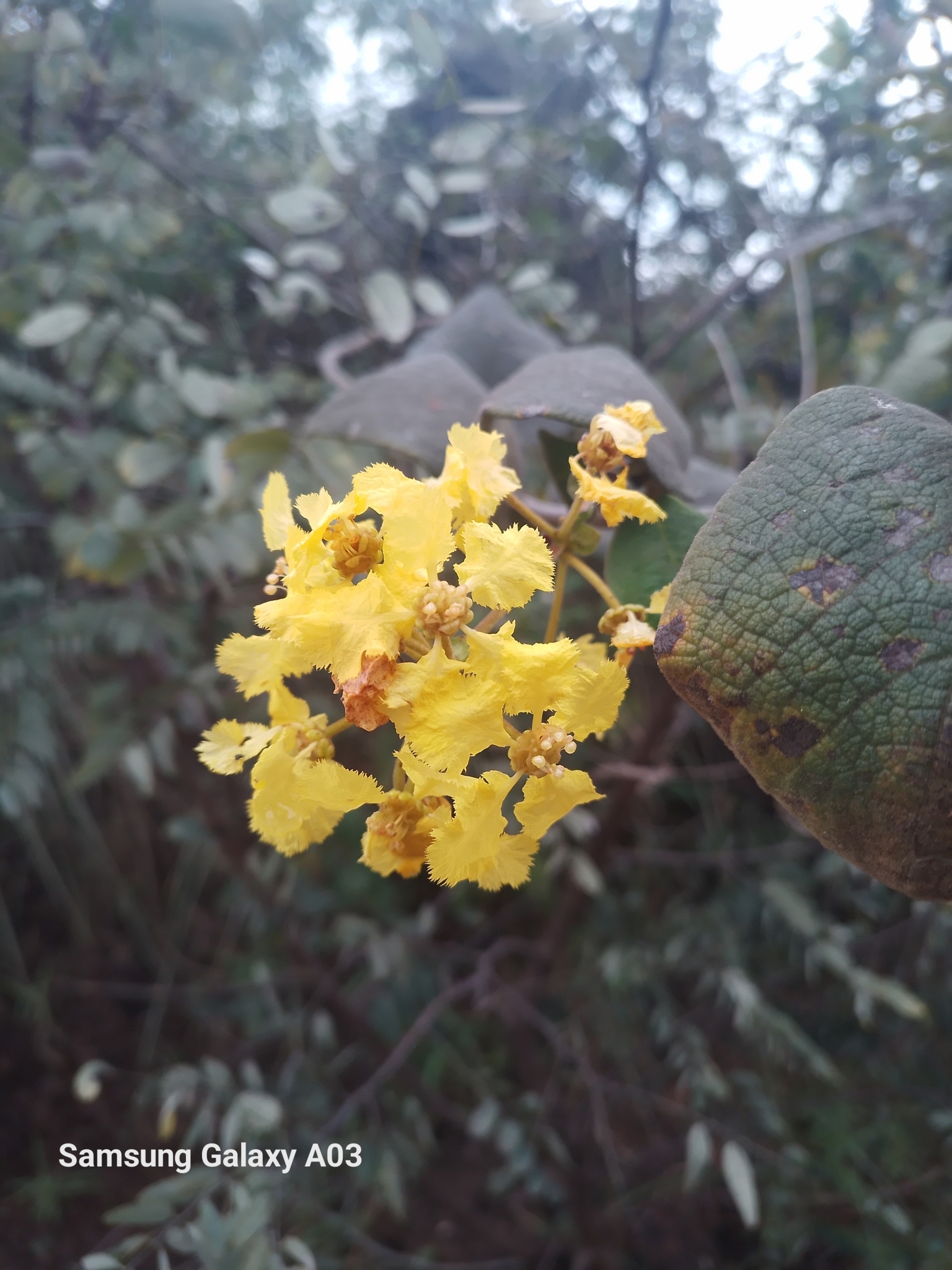 Photo of Plantae (8/8)