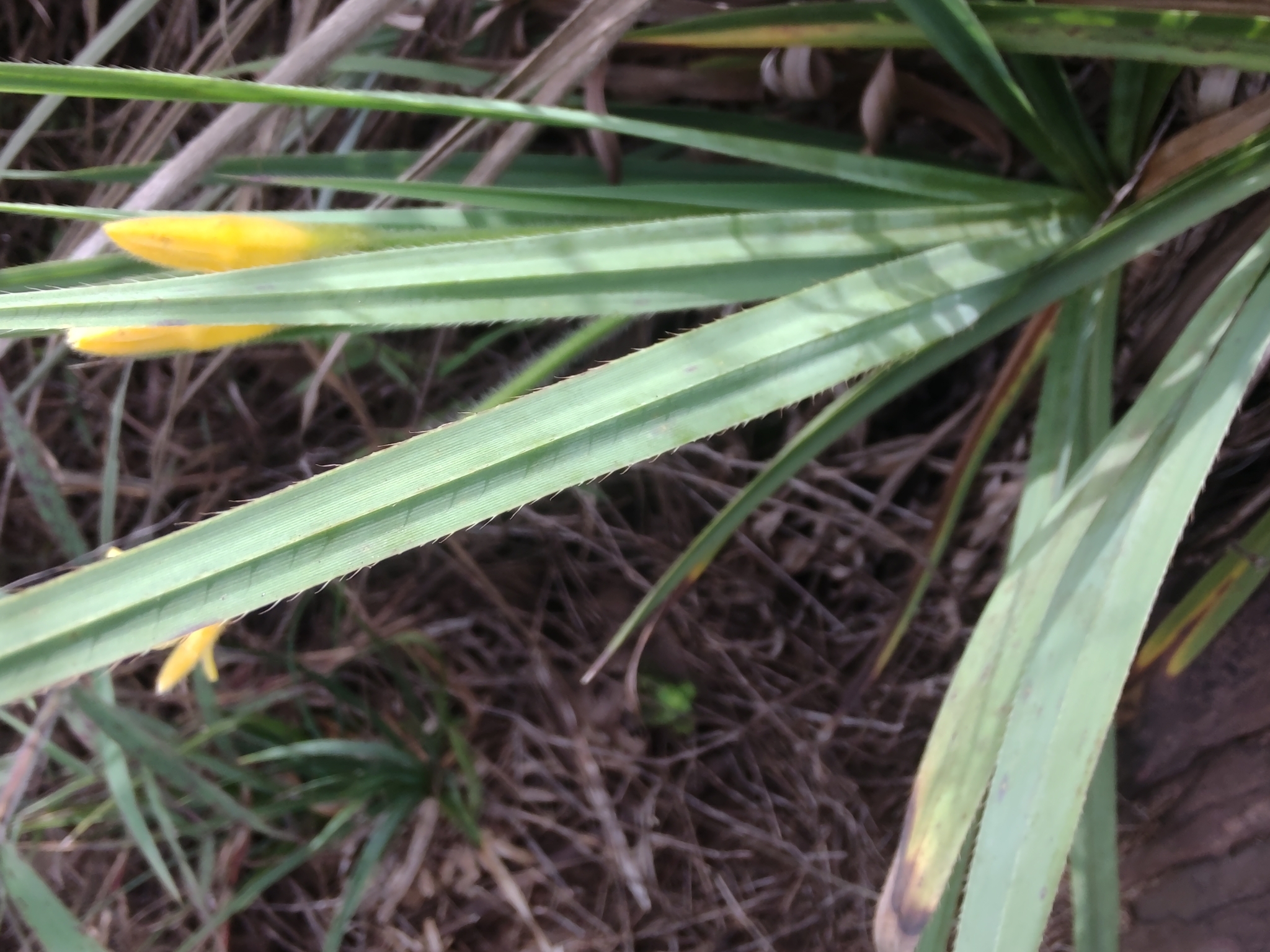 Photo of Barbacenia (6/7)