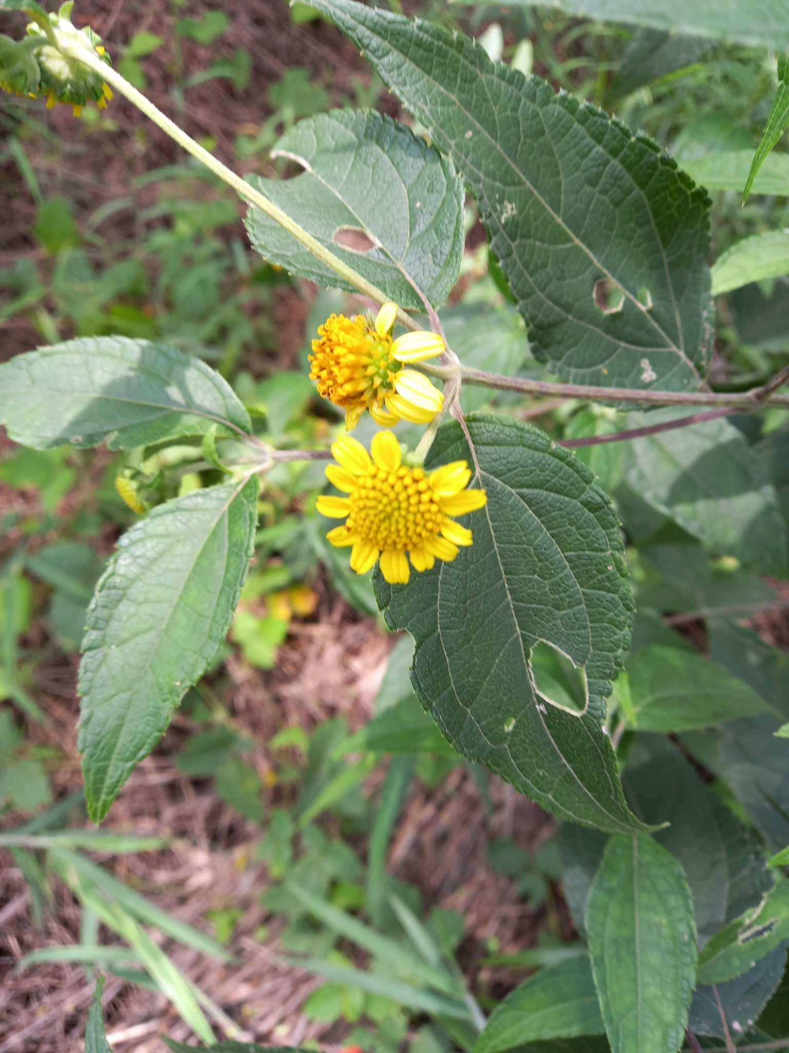 Photo of Tilesia baccata (4/12)