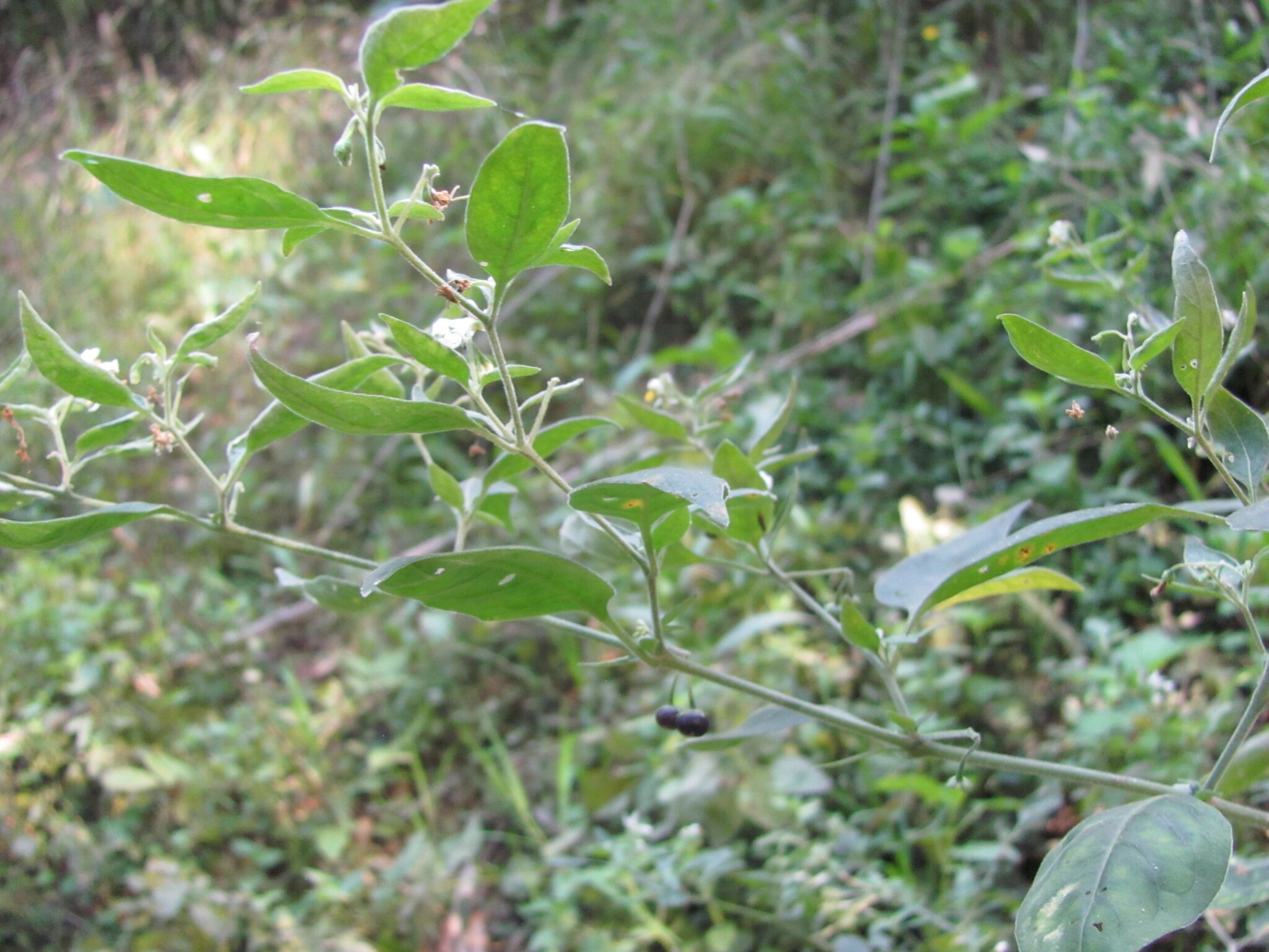Photo of tall nightshade (2/12)