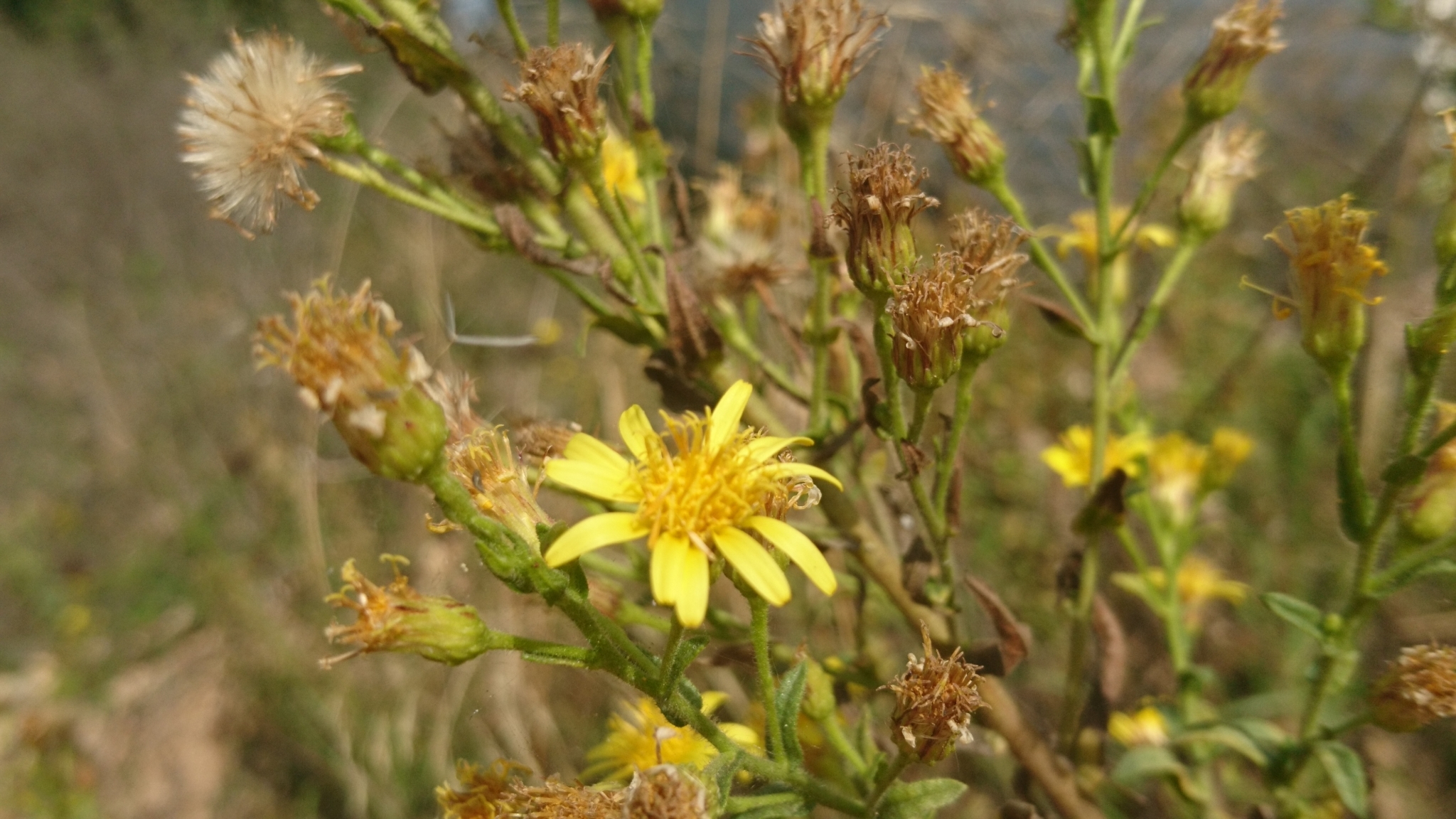 Photo of false yellowhead (4/12)