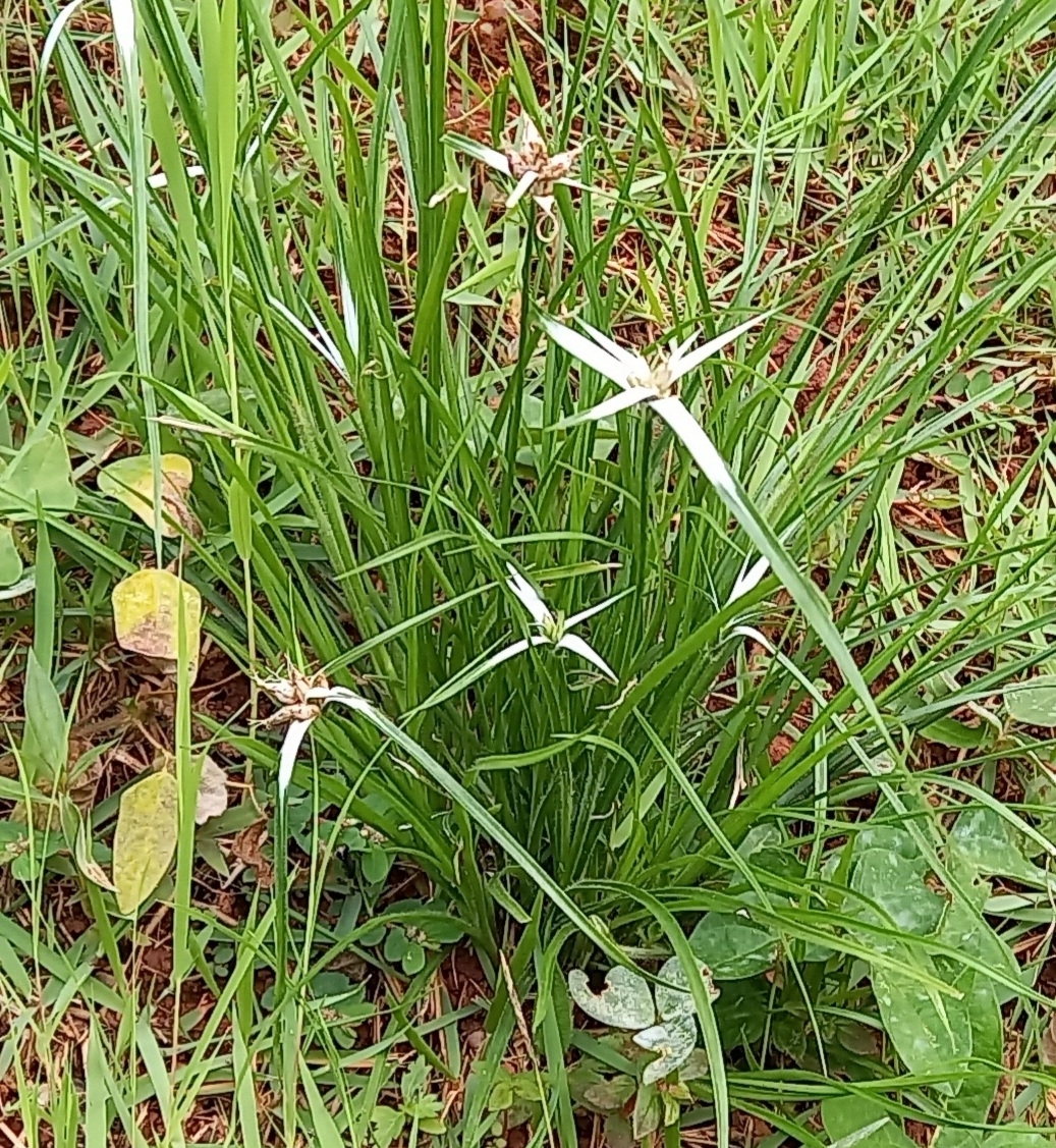 Photo of yerba de estrella (10/11)