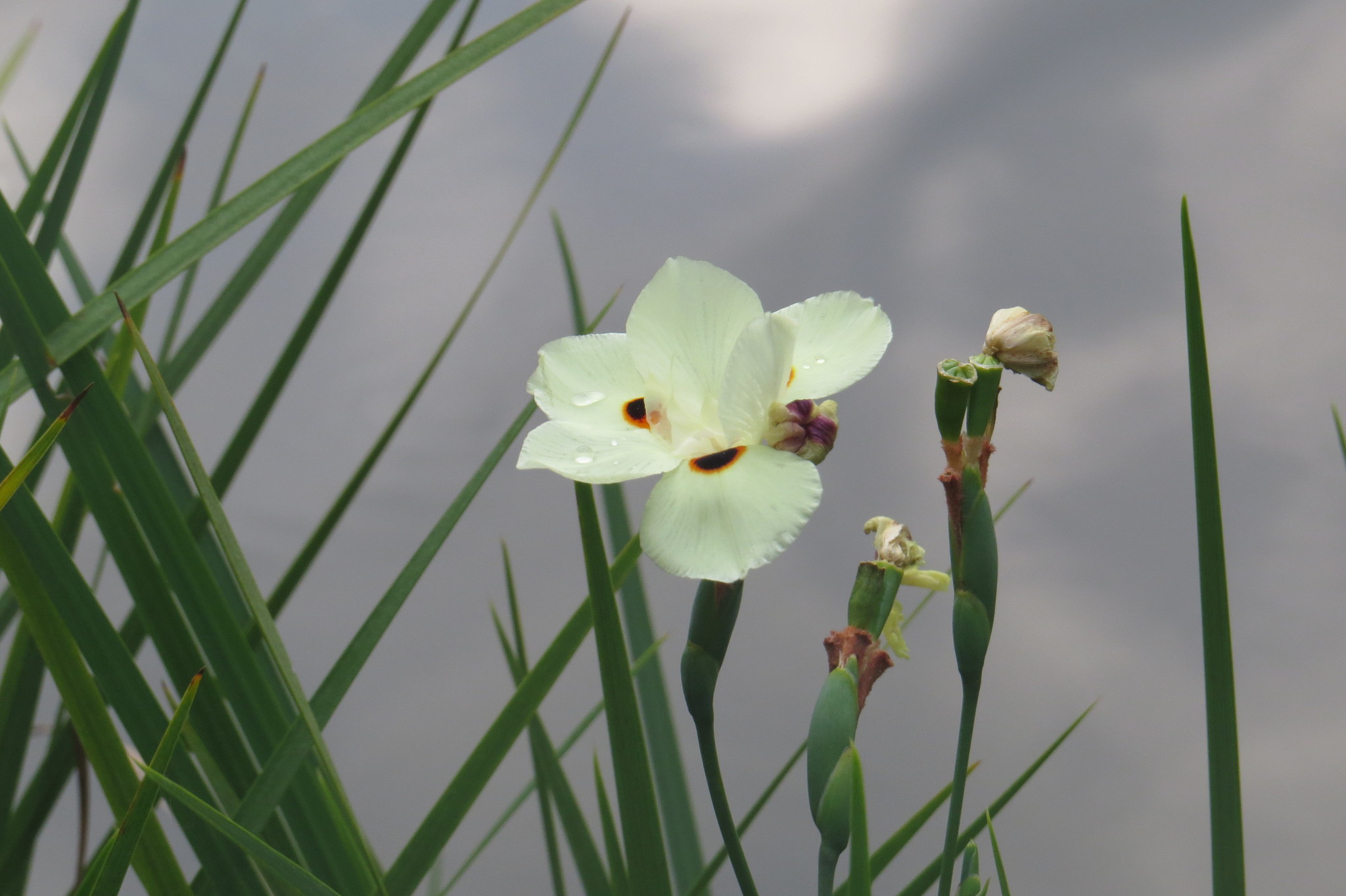 Photo of Yellow Fortnight Lily (8/10)