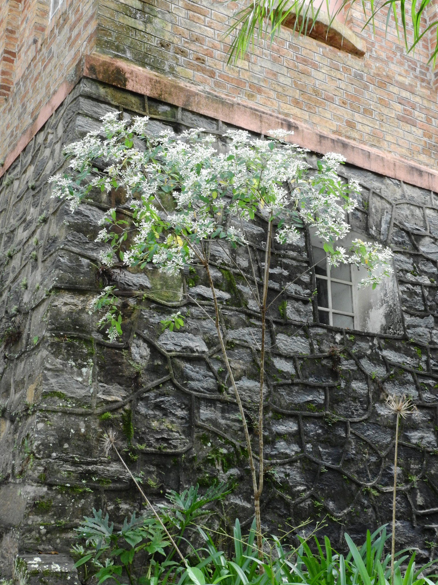 Photo of pascuita (2/8)
