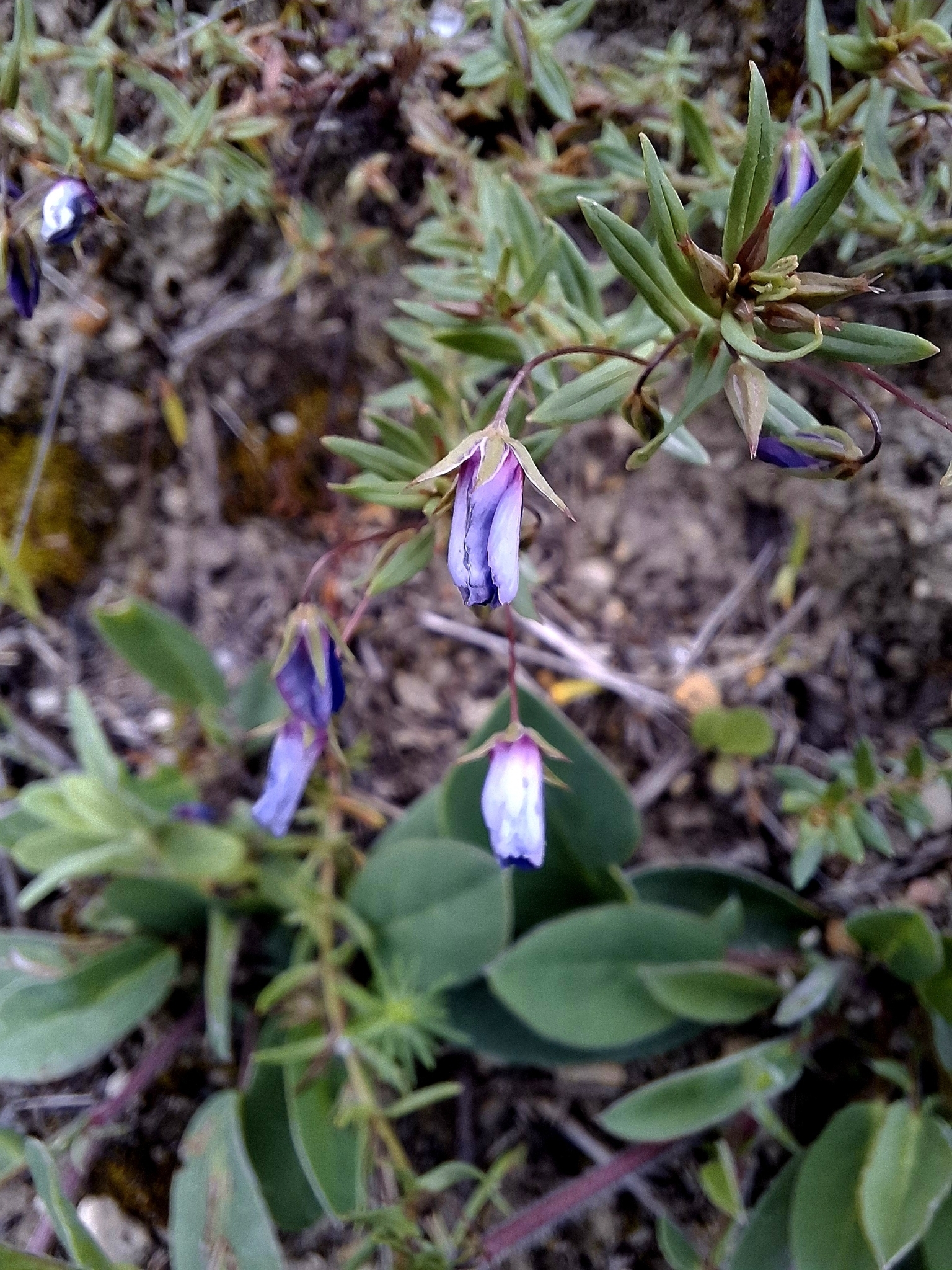 Photo of Flax-leaved Blue Pimpernel (12/12)