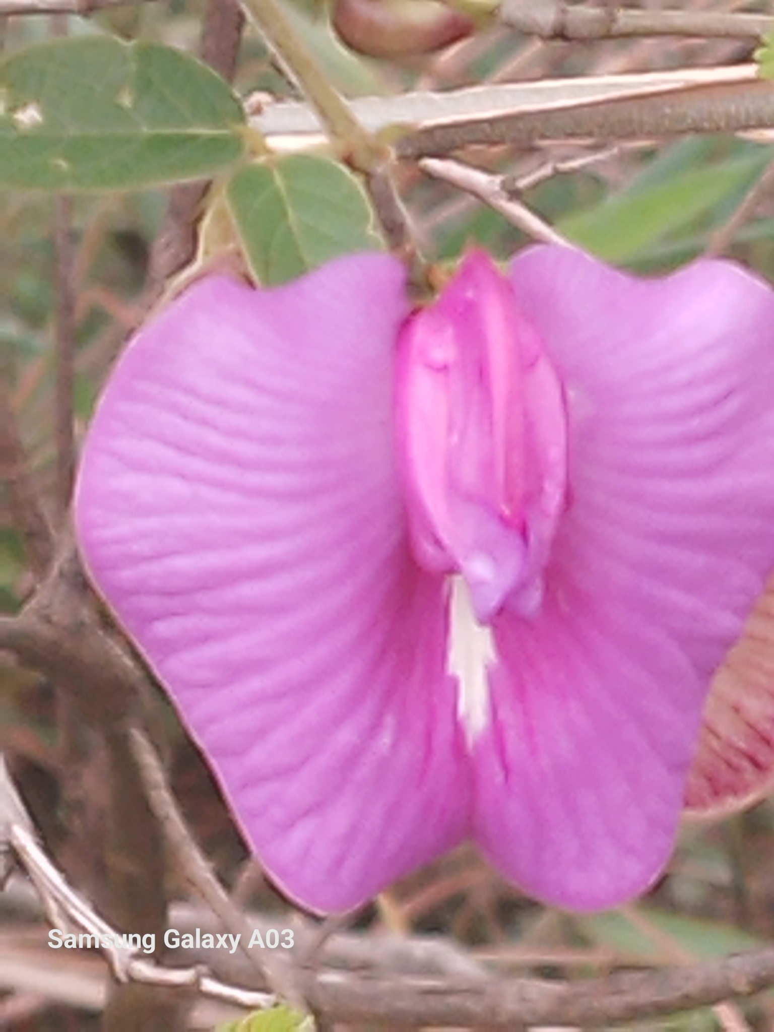 Photo of Plantae (6/8)