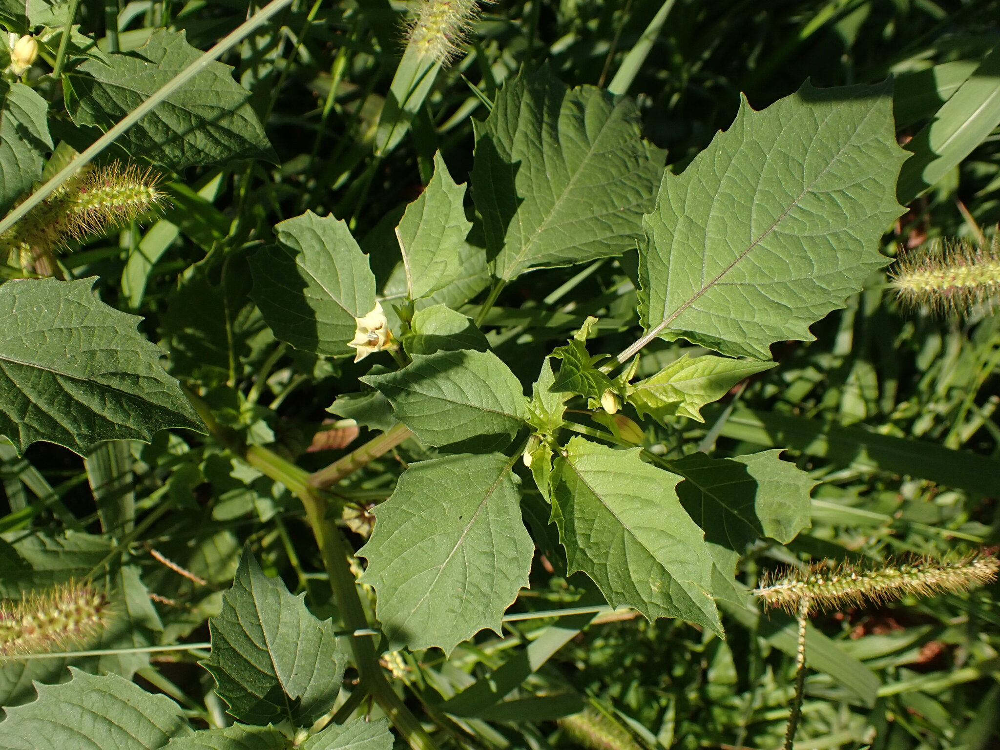 Photo of cutleaf groundcherry (4/7)