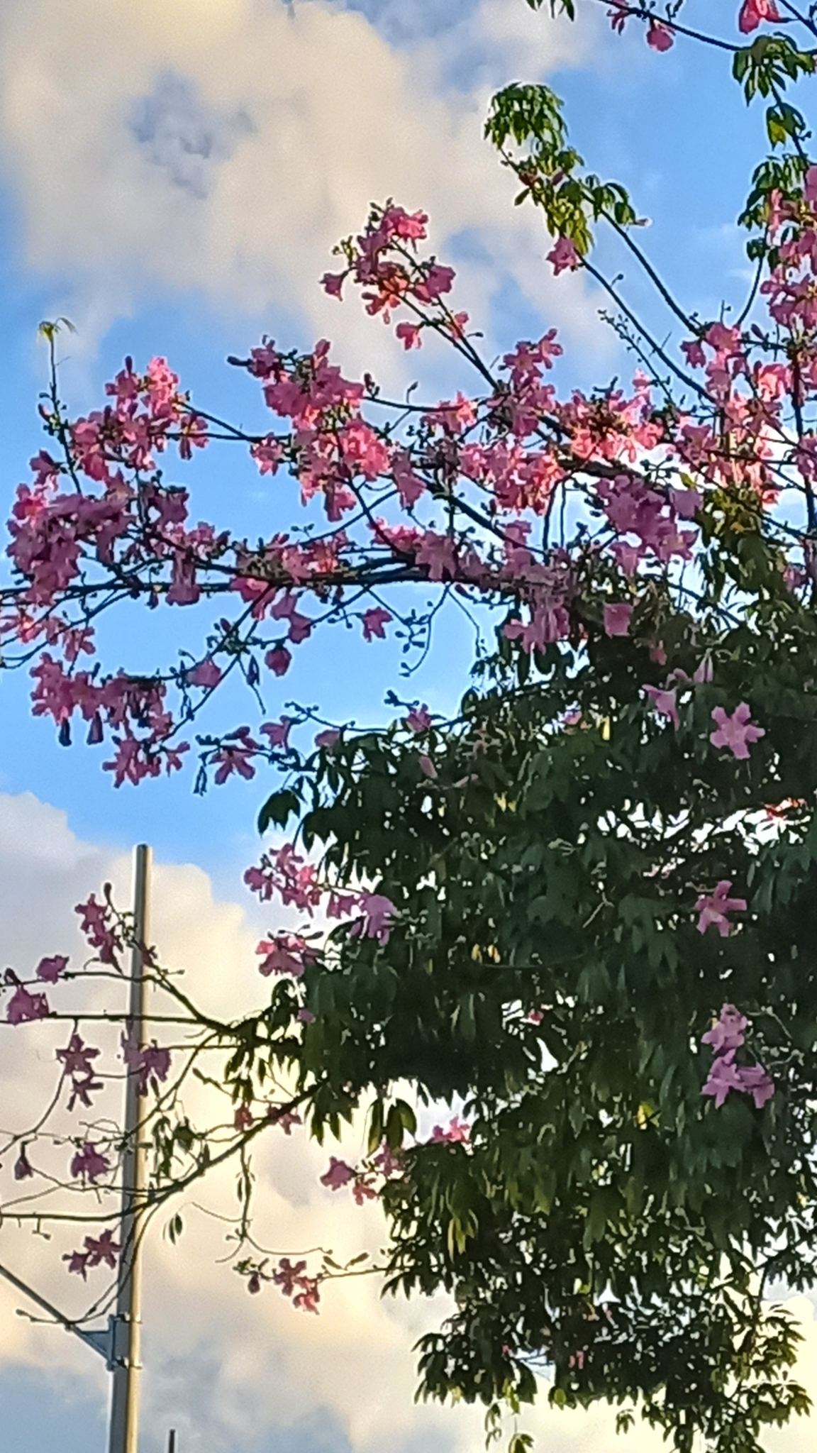 Photo of Silk floss tree (7/12)