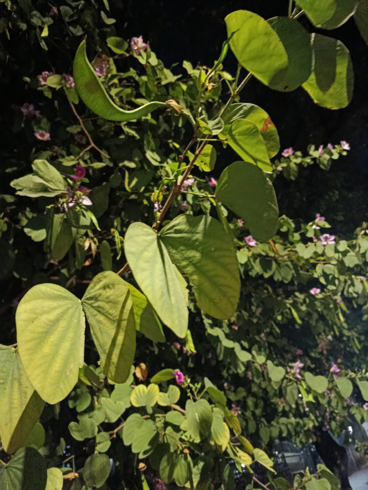 Photo of Orchid tree (4/8)