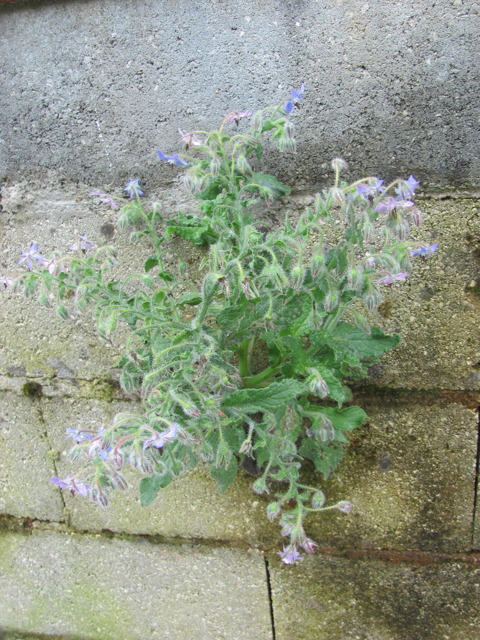 Photo of Borage (5/11)
