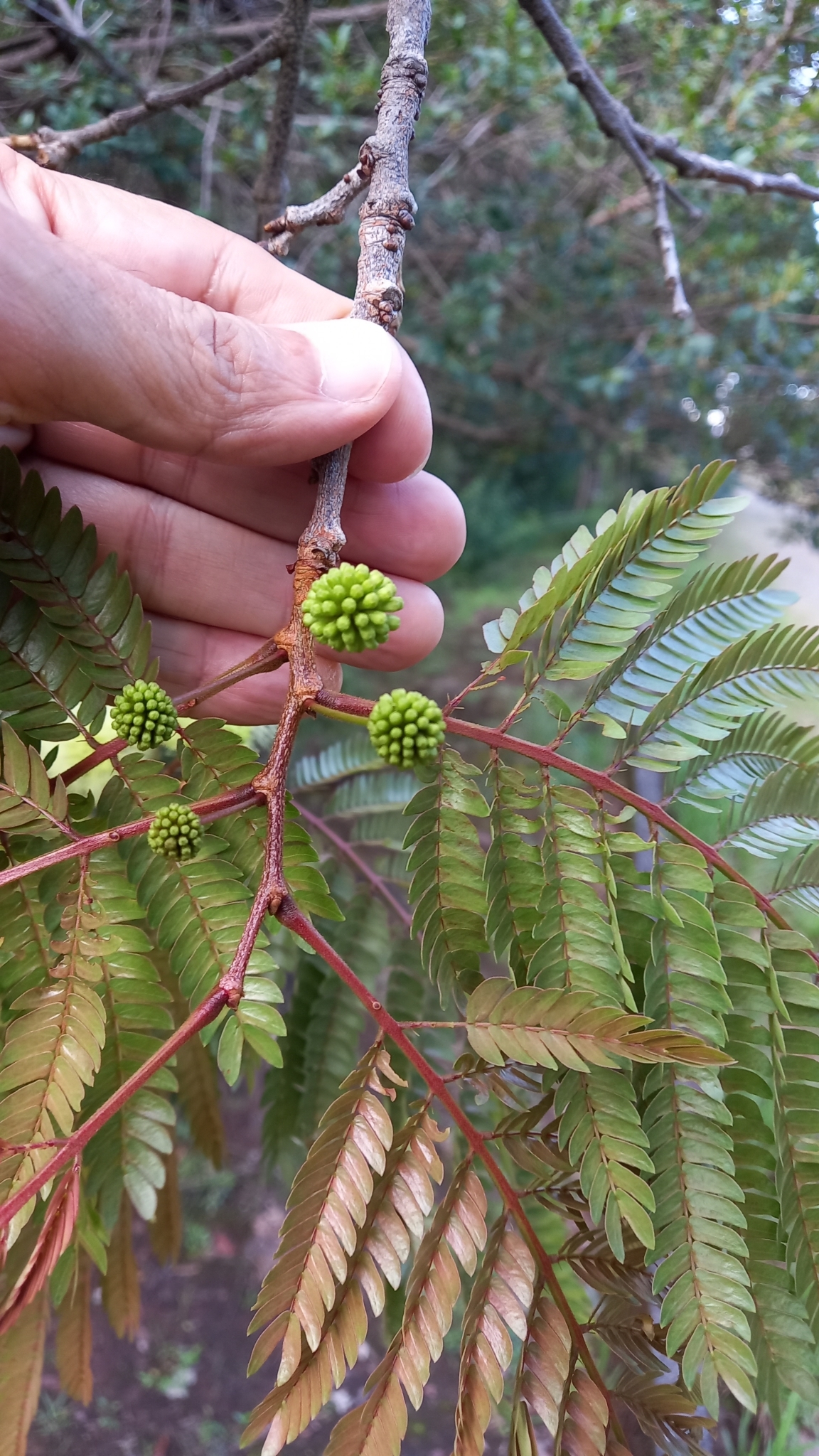 Photo of Mimosoideae (5/6)