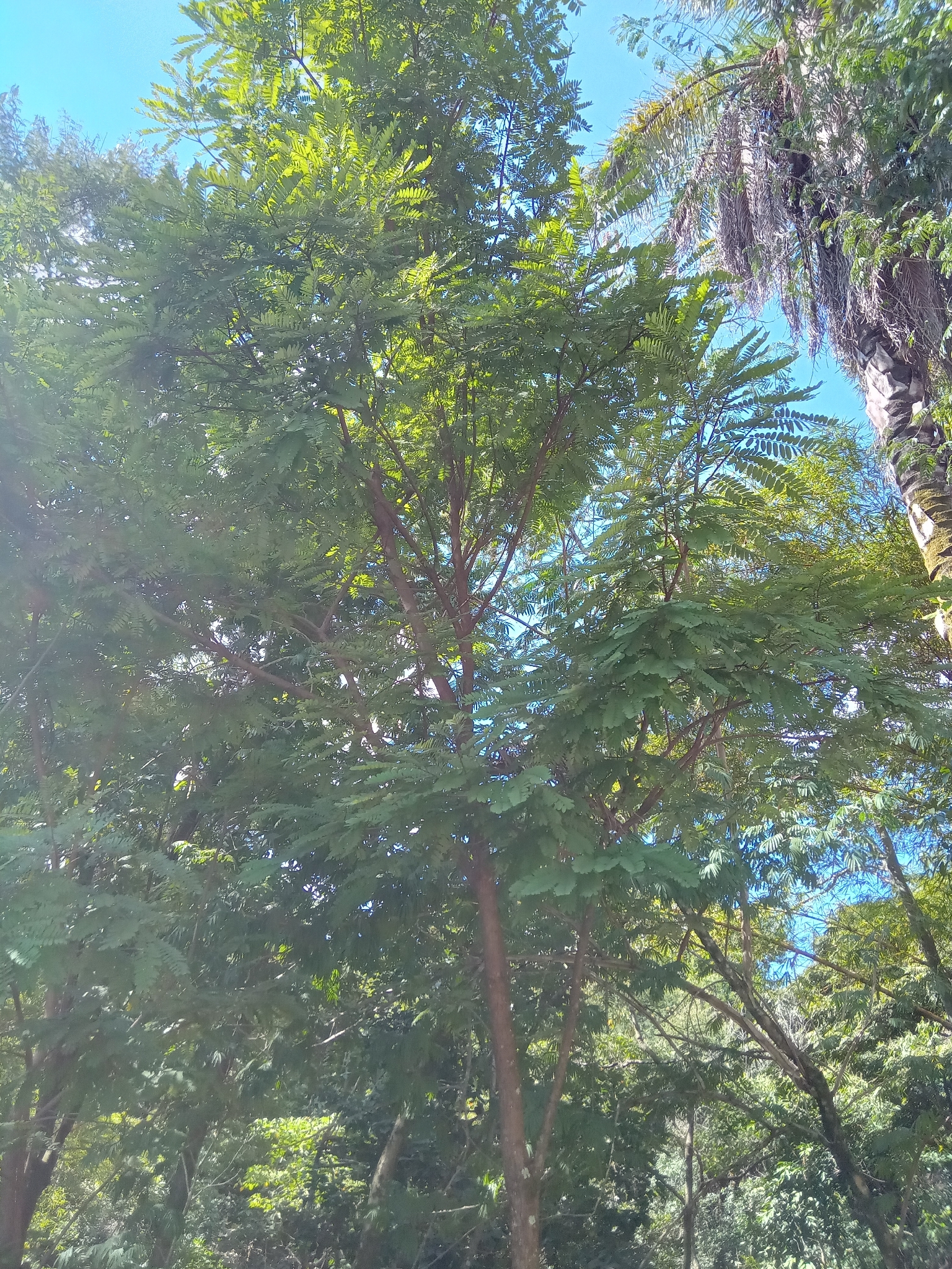 Photo of Dalbergia villosa (2/11)