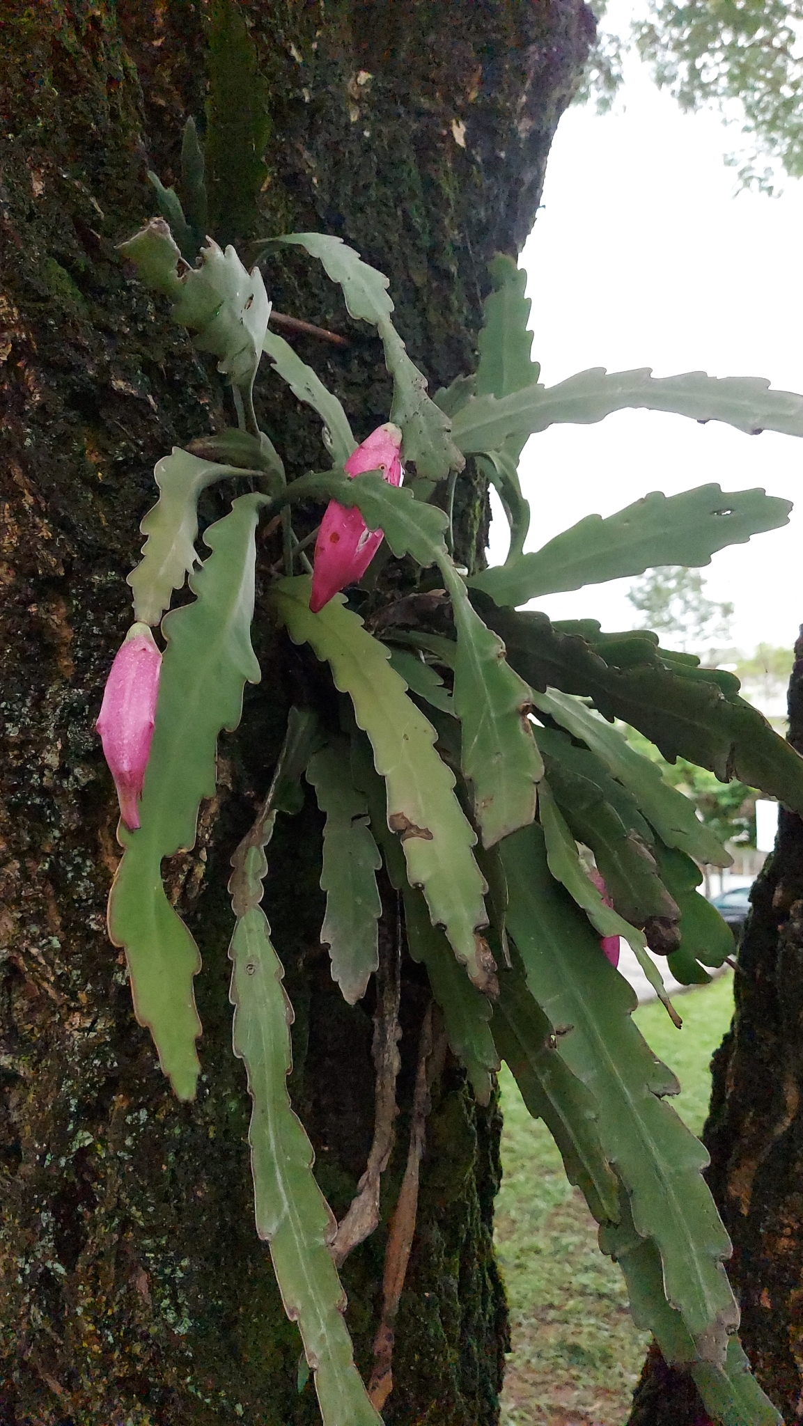 Photo of Epiphyllum phyllanthus (7/12)