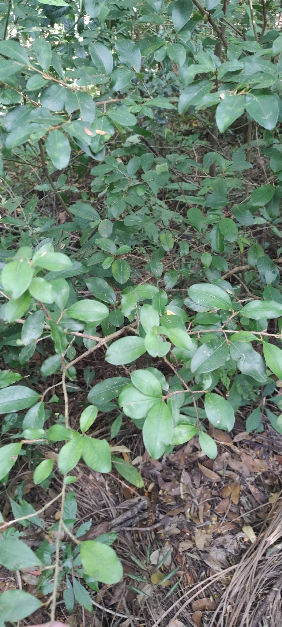 Photo of Psidium rufum (2/7)