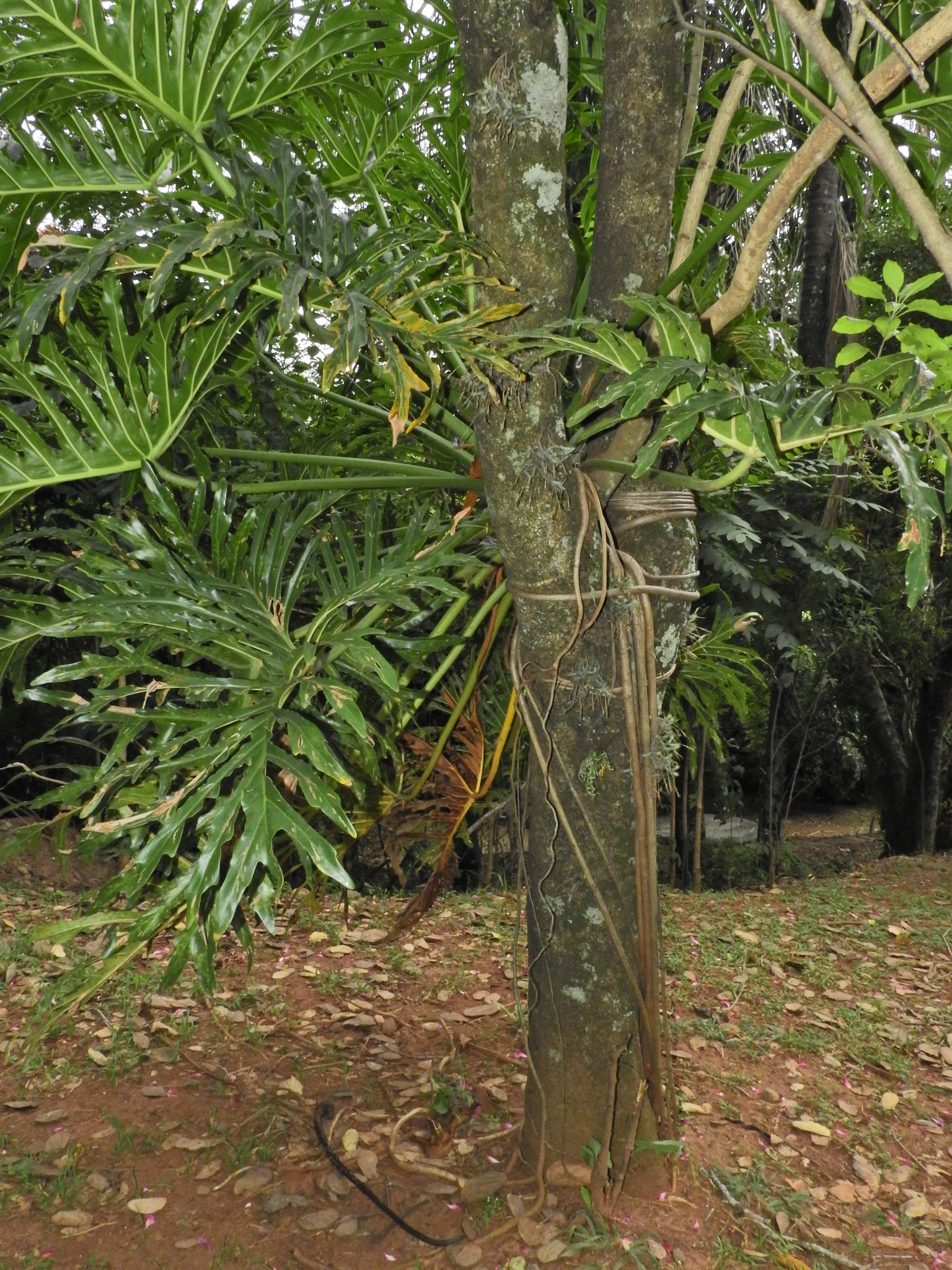 Photo of Tree Philodendron (4/7)