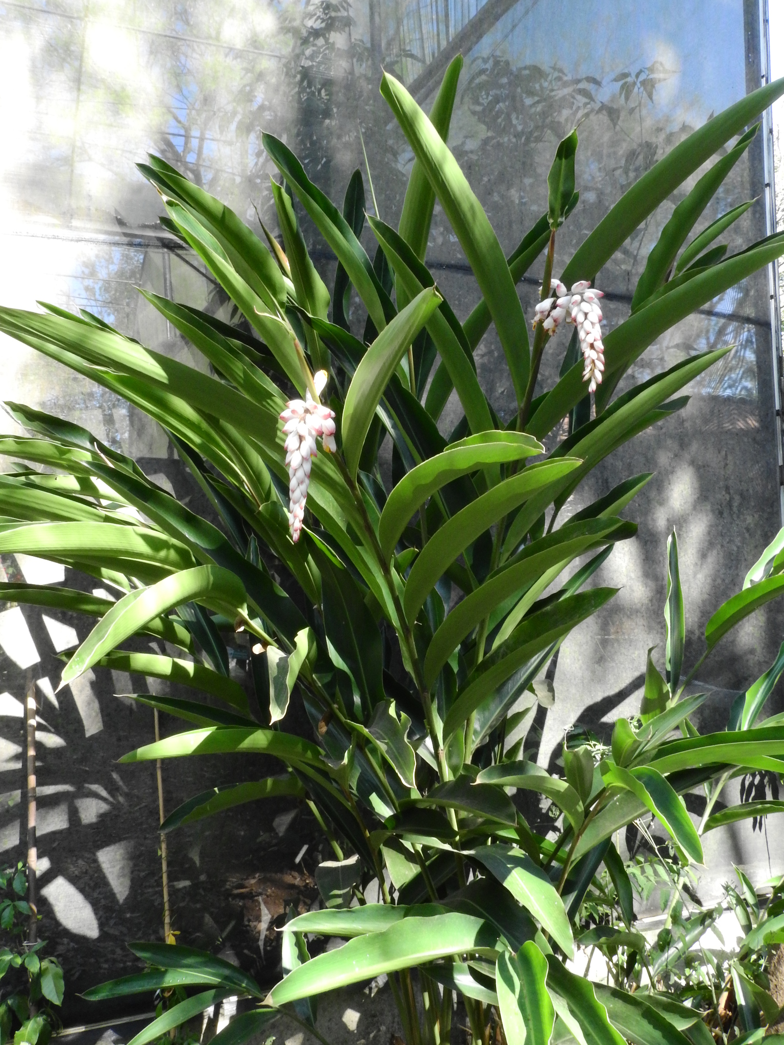 Photo of Shell ginger (4/8)