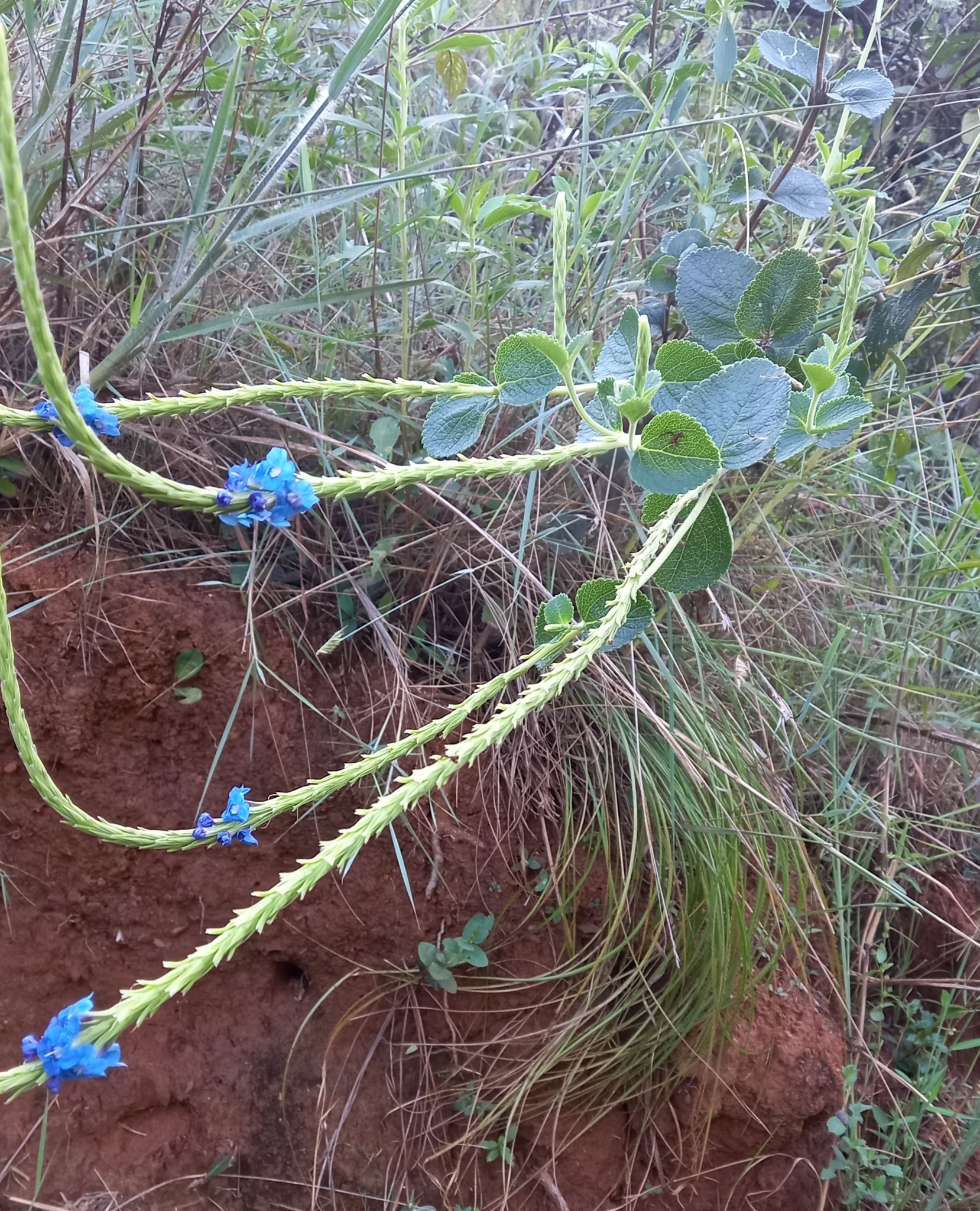 Photo of Stachytarpheta (2/6)