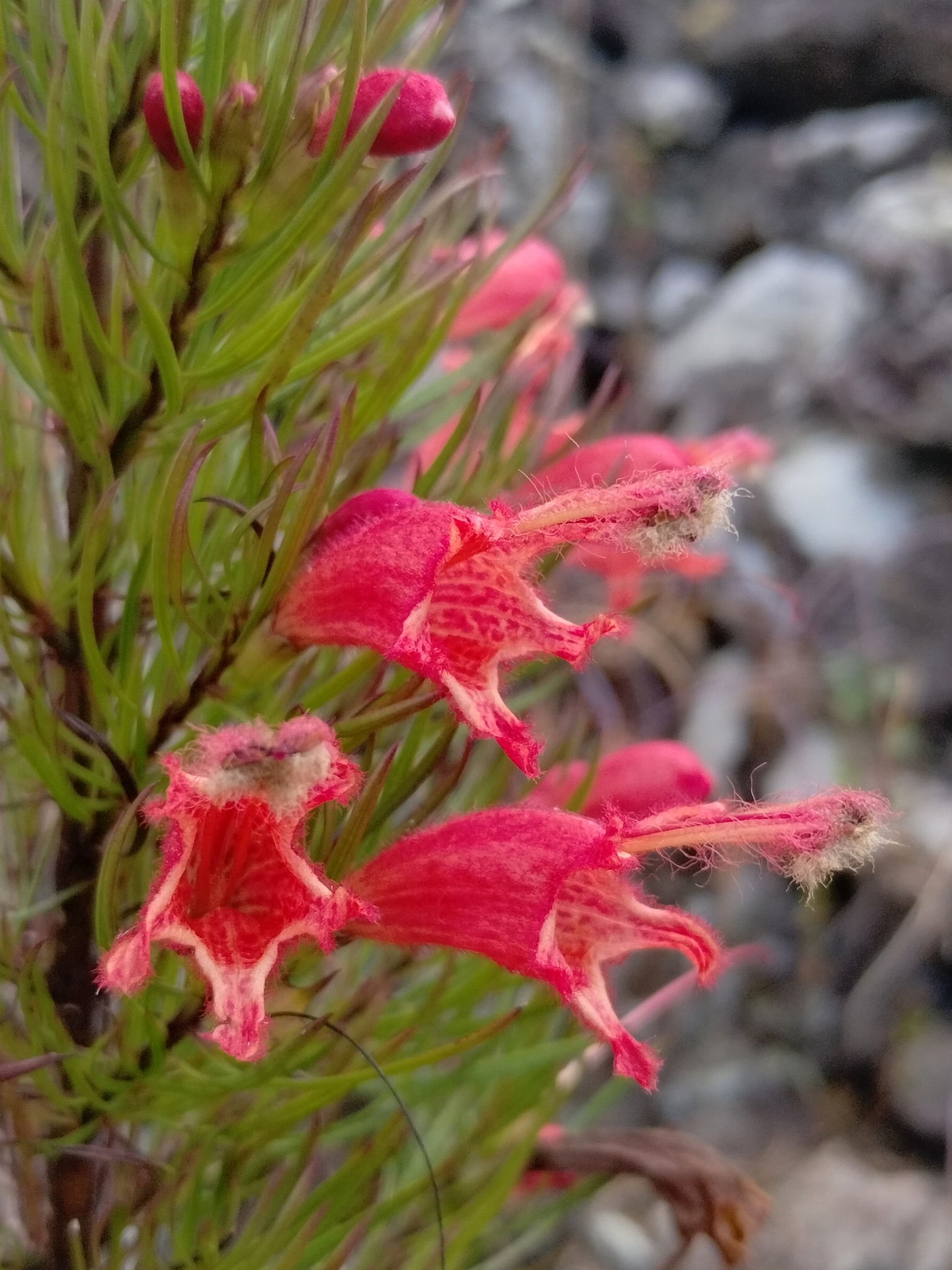 Photo of Esterhazya splendida (1/10)