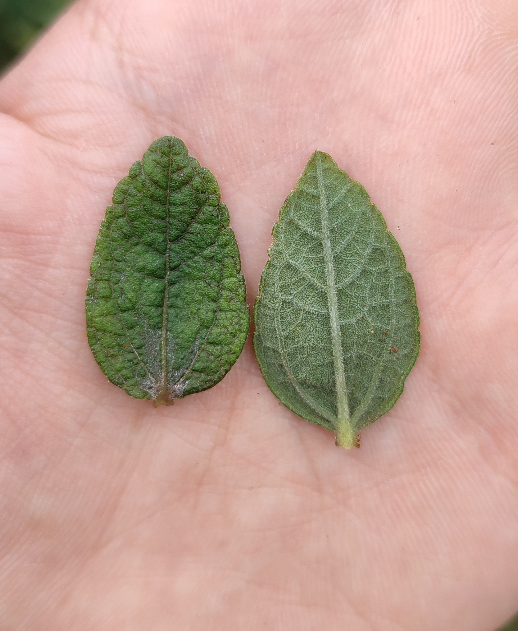 Photo of Aldama robusta (10/12)