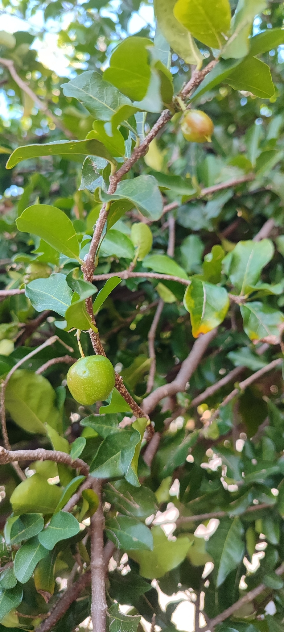 Photo of Acerola (7/9)