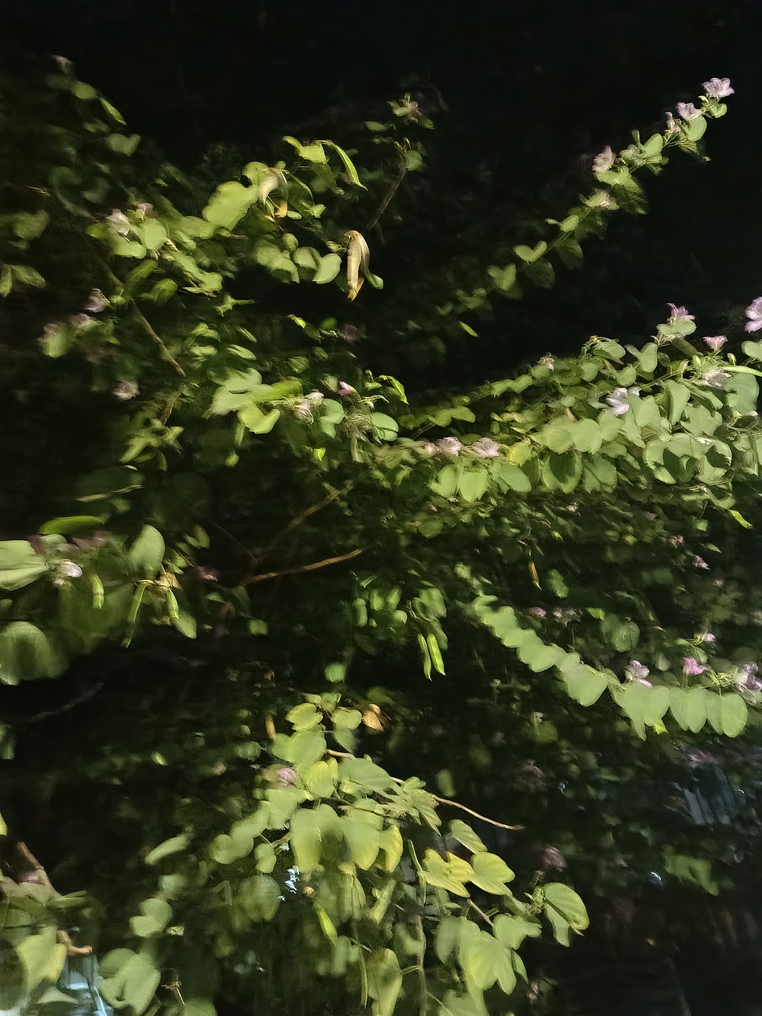 Photo of Orchid tree (6/8)
