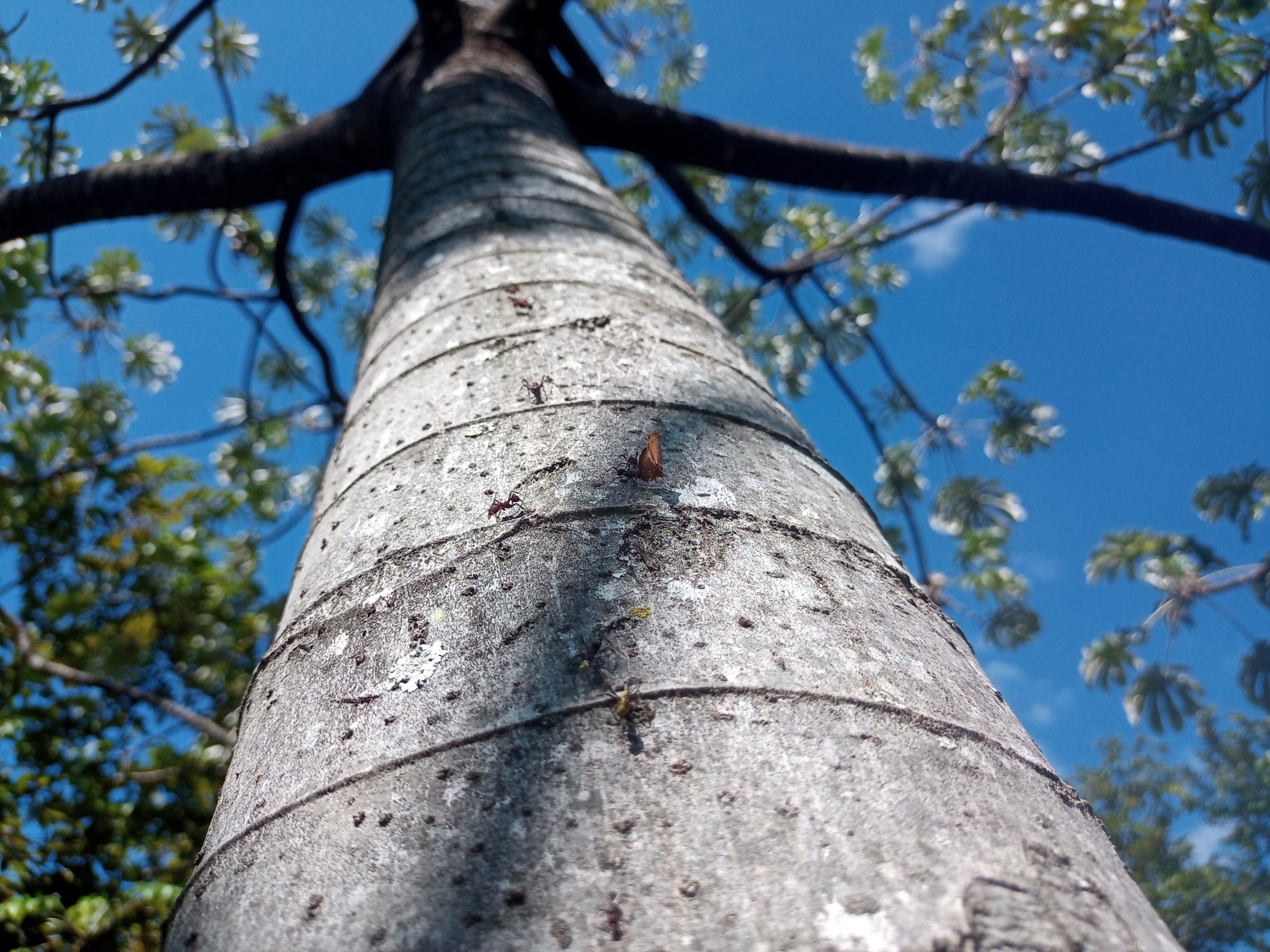Photo of Pumpwood (7/9)