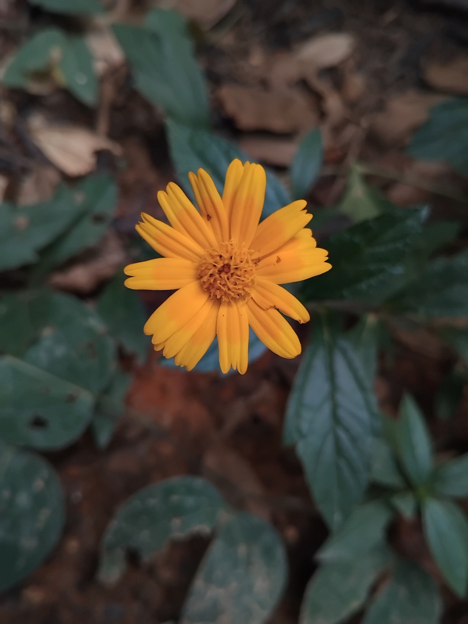 Photo of Sphagneticola (4/7)