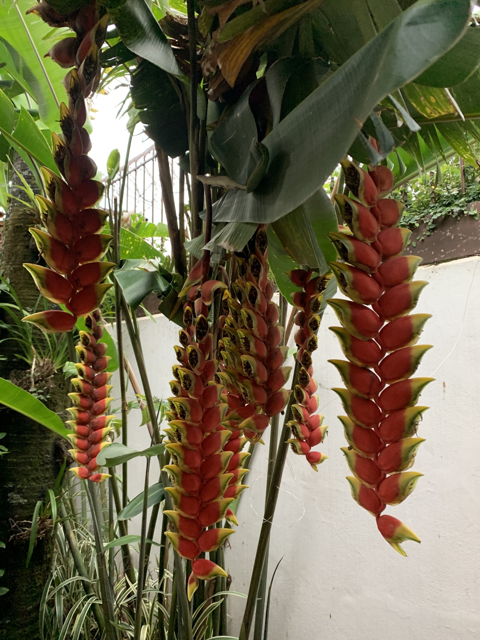 Photo of Hanging Lobster Claw Heliconia (7/12)