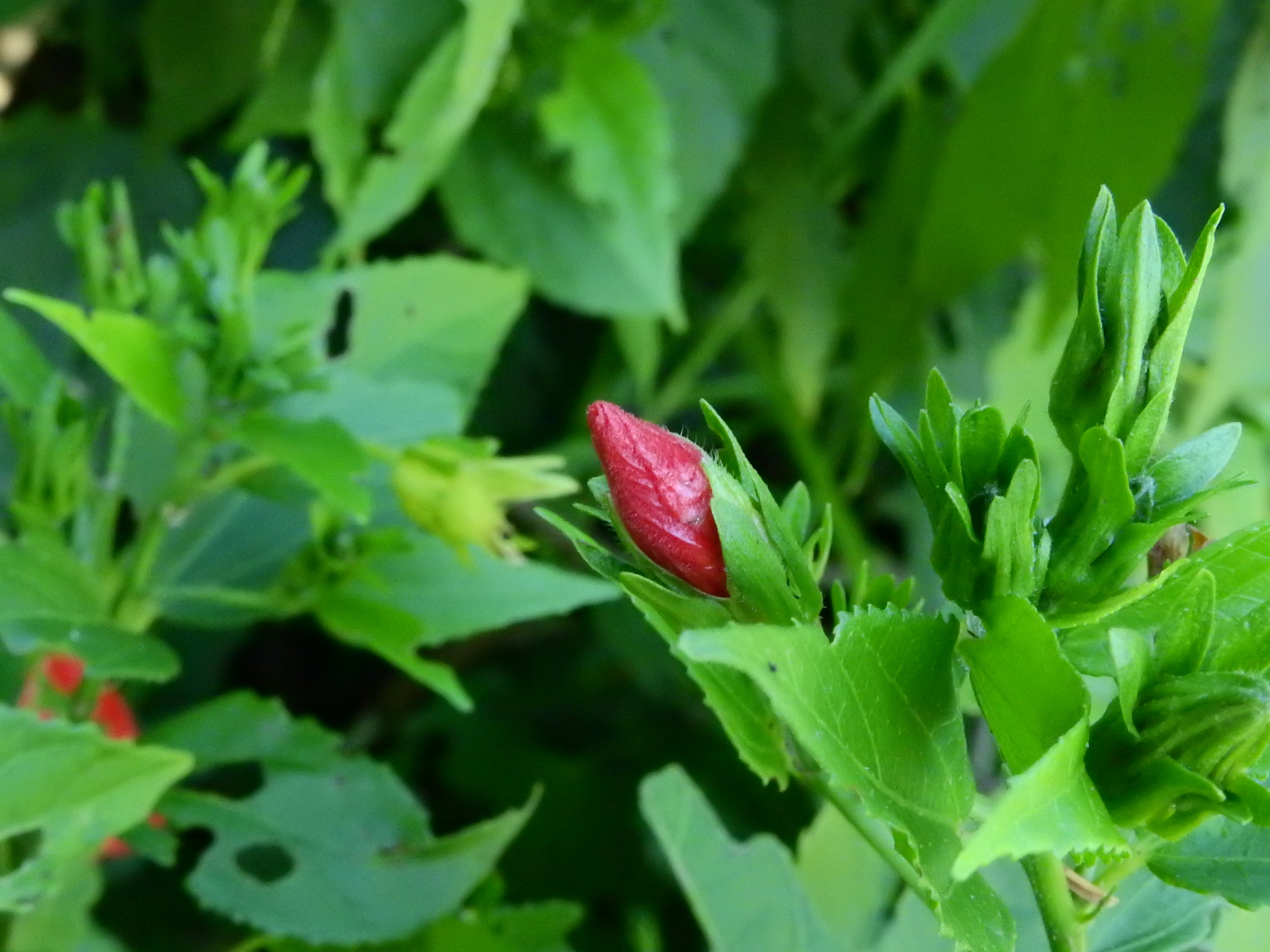 Photo of Sleeping Hibiscus (1/6)
