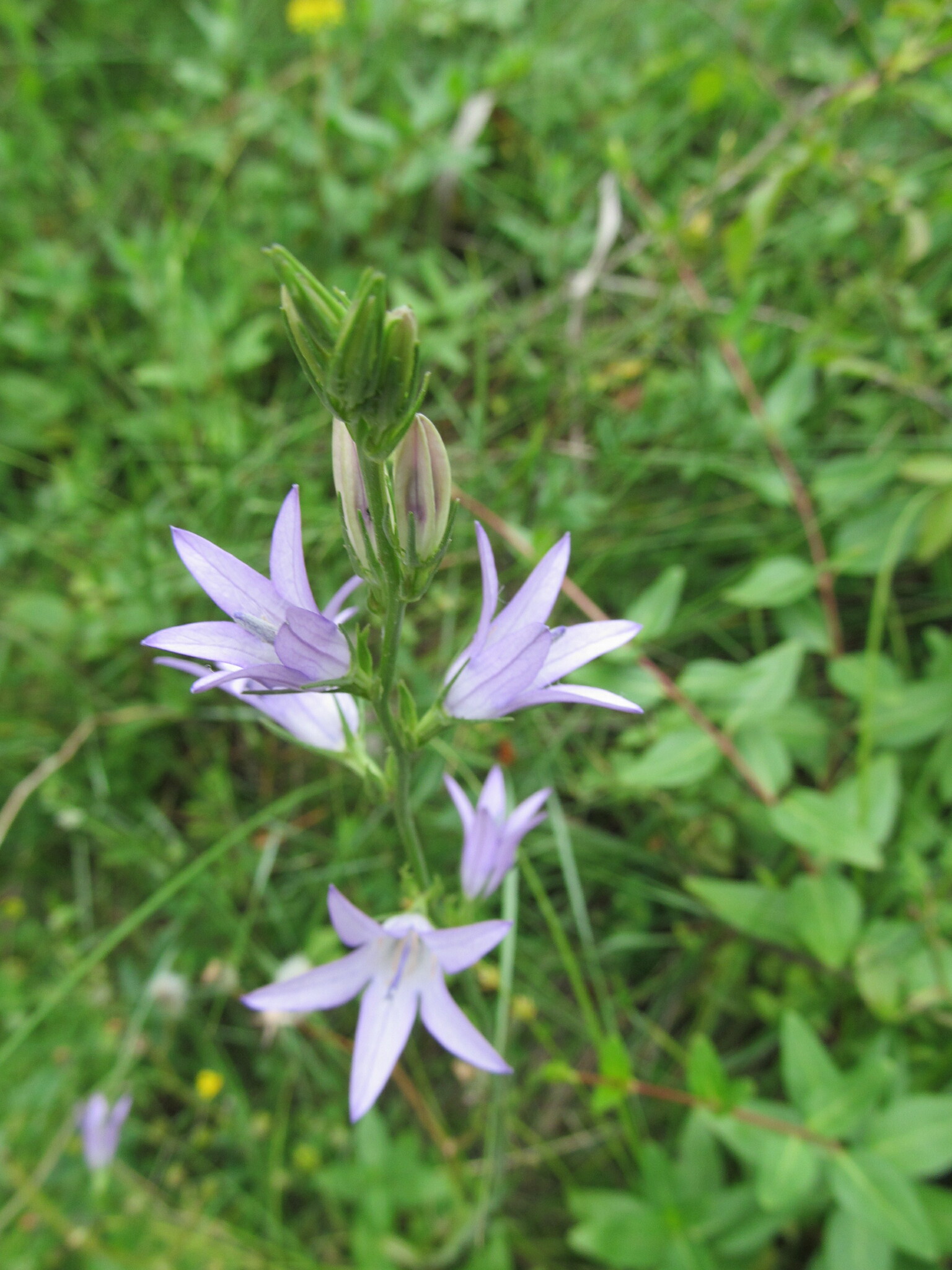 Photo of Rampion (9/12)