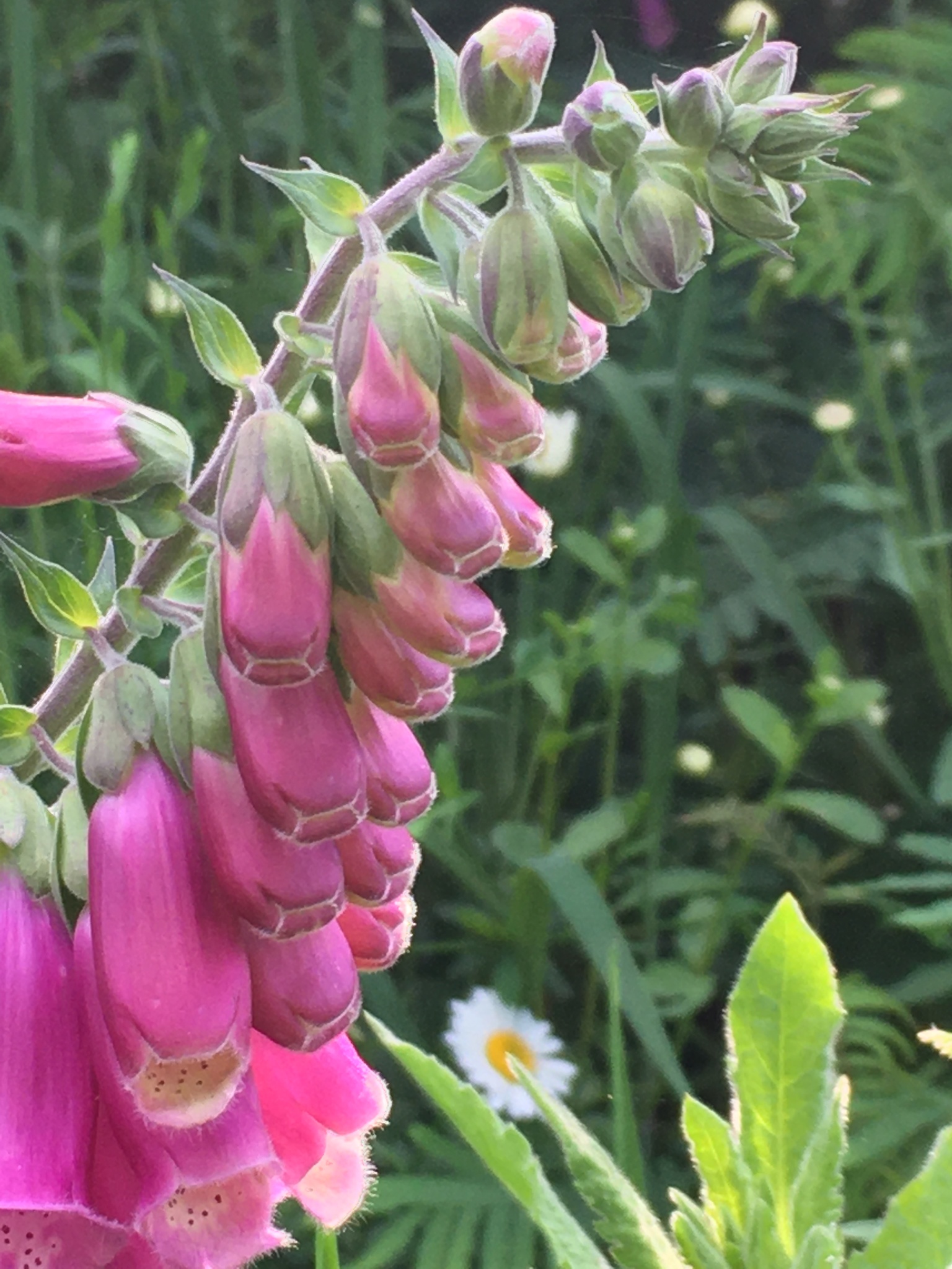 Photo of purple foxglove (10/12)